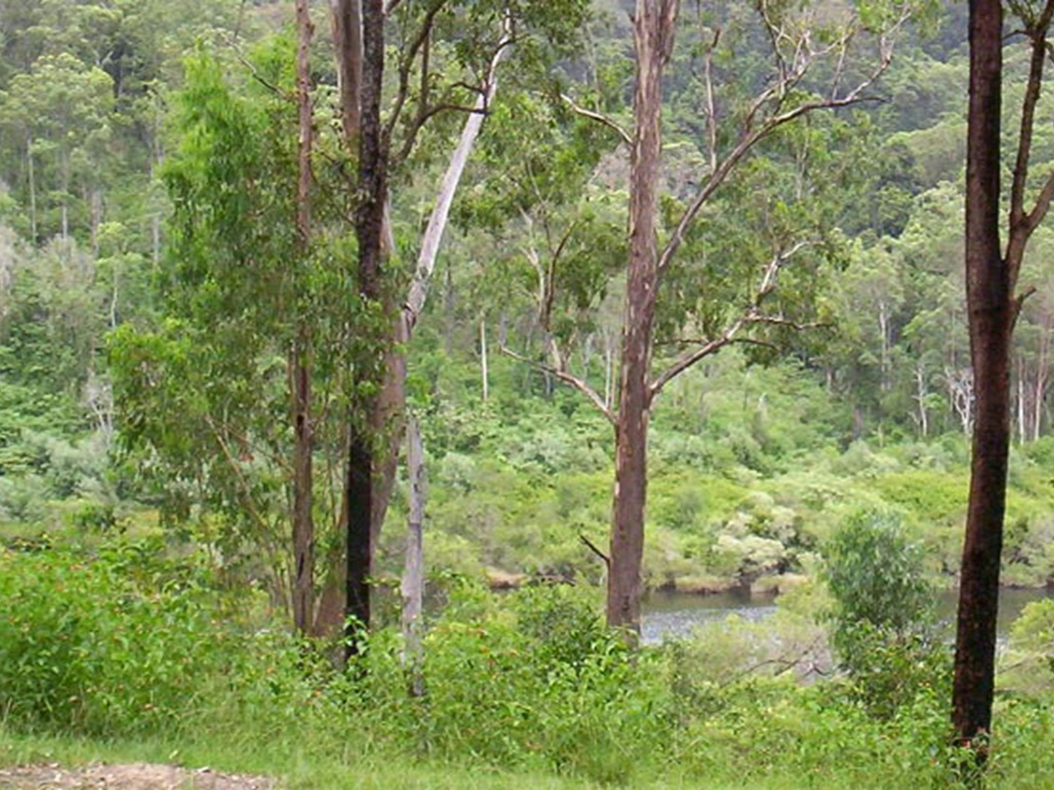 Campingplatz am Nymboida River, Nymboida-Nationalpark. Foto: D. Redman/Regierung von New South Wales