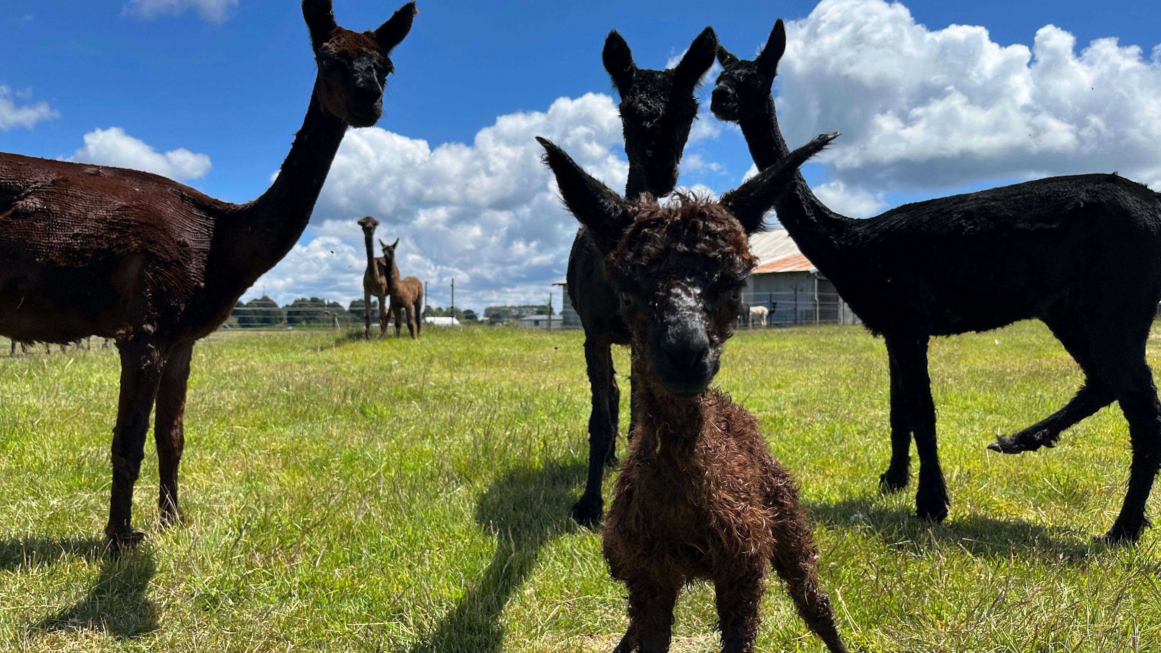 Waratah Alpaca and Pepperberry Farm