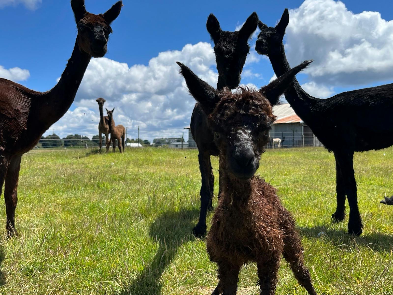 Waratah Alpaca and Pepperberry Farm