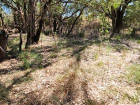 Bonnie Downs