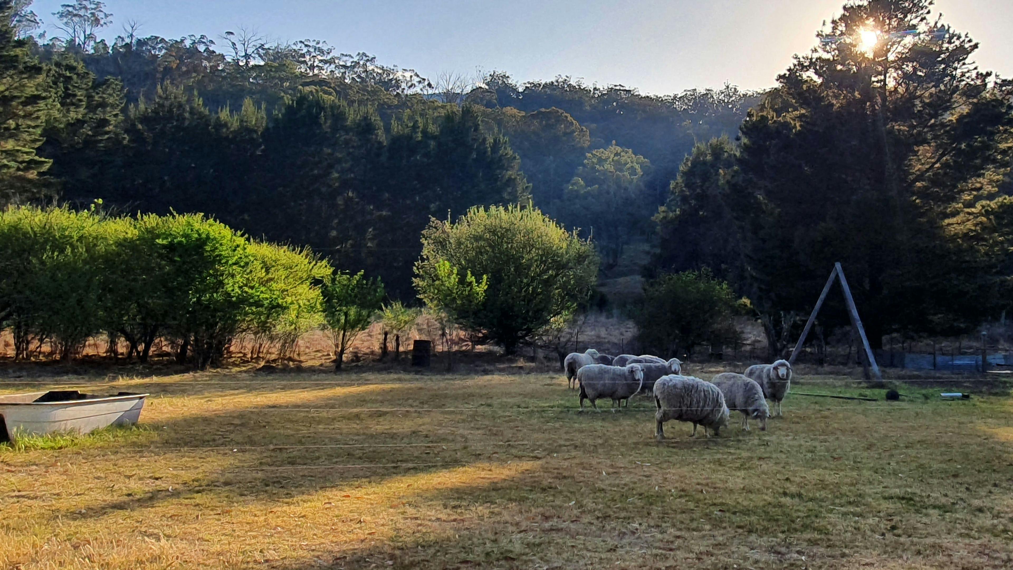 奧肯維爾農場，南德爾