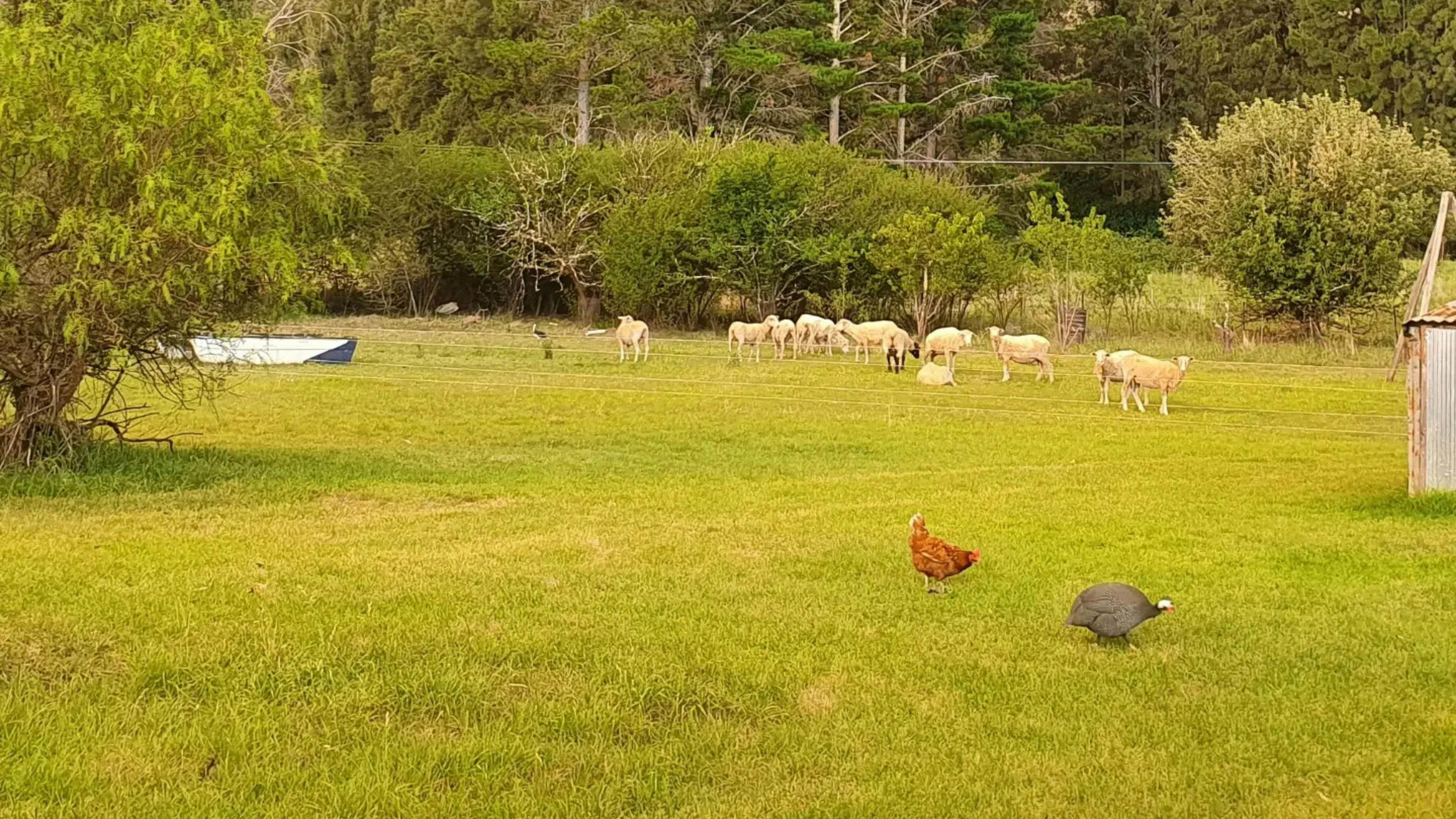 可供露營的大片草地。