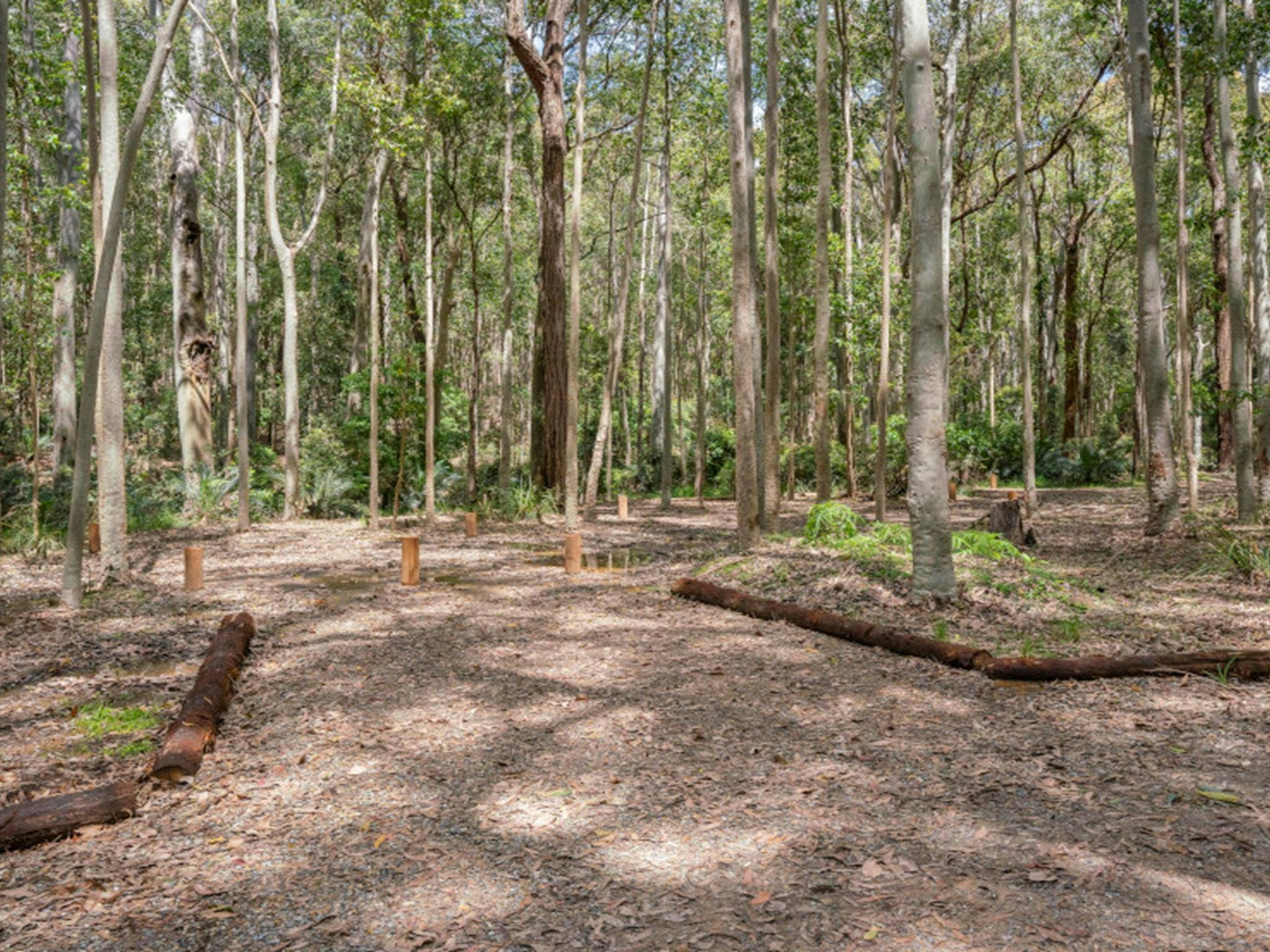 Tall trees and campsite at Oaky Beach campground in Murramarang National Park. Credit: John Spencer