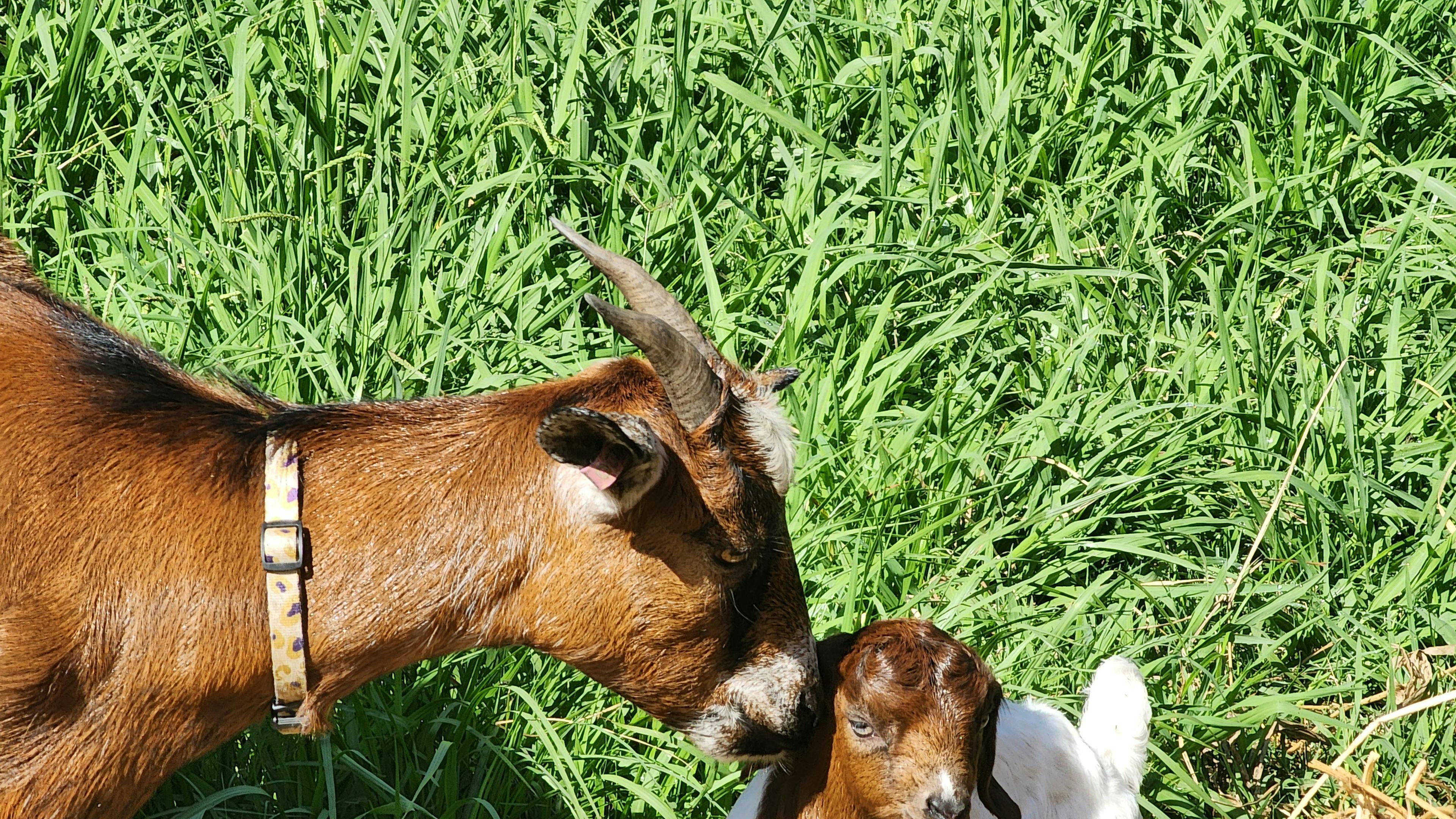그린트리 밸리 농장