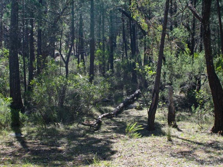 Ogma campground, Warrumbungle National Park. Photo:Dina Bullivant/NSW Government
