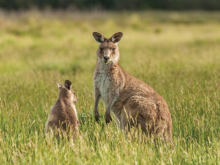 An eastern grey kangaroo and joey in grassland, near Old Geehi campground, Kosciuszko National Park.