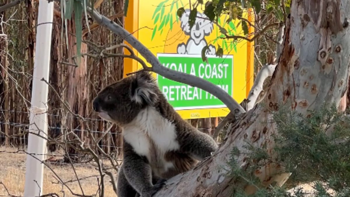 Koala Coast Retreat Farm