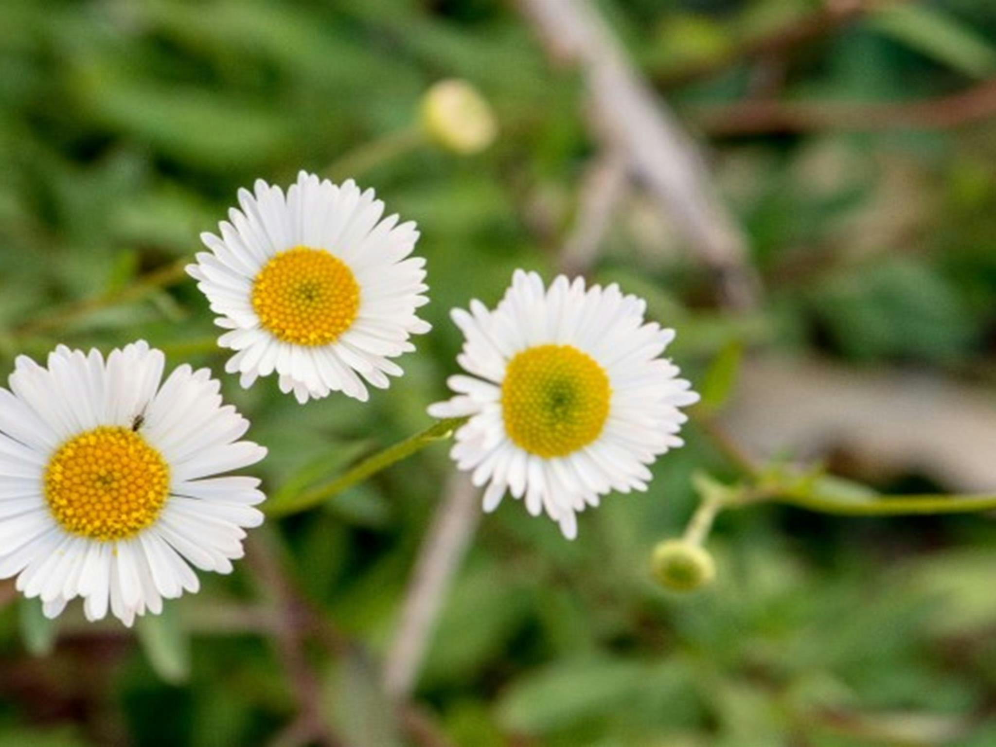 Wildflowers at Oolambeyan Homestead, Oolambeyan National Park. Photo: John Spencer &copy; OEH