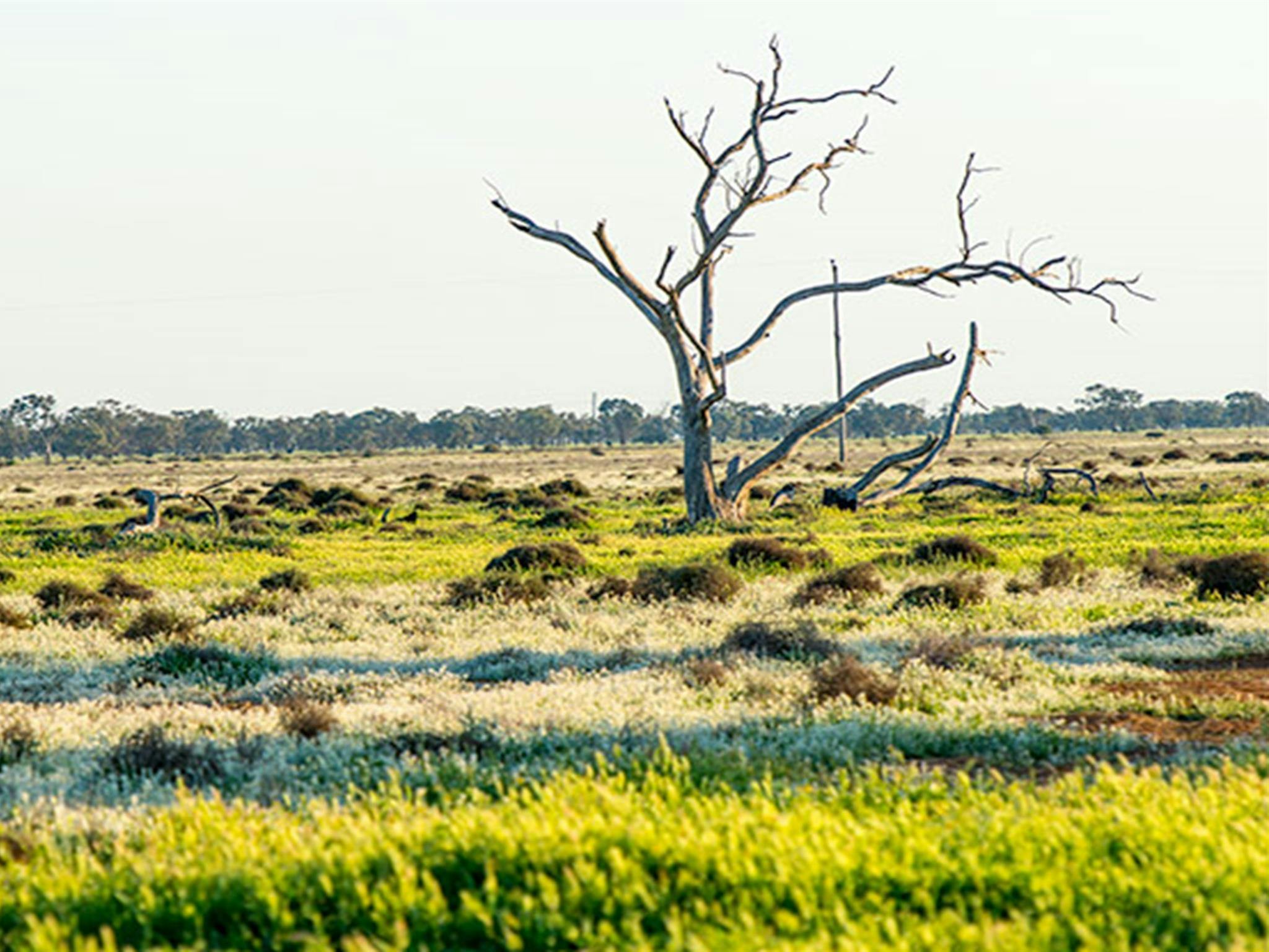 Oolambeyan-Nationalpark