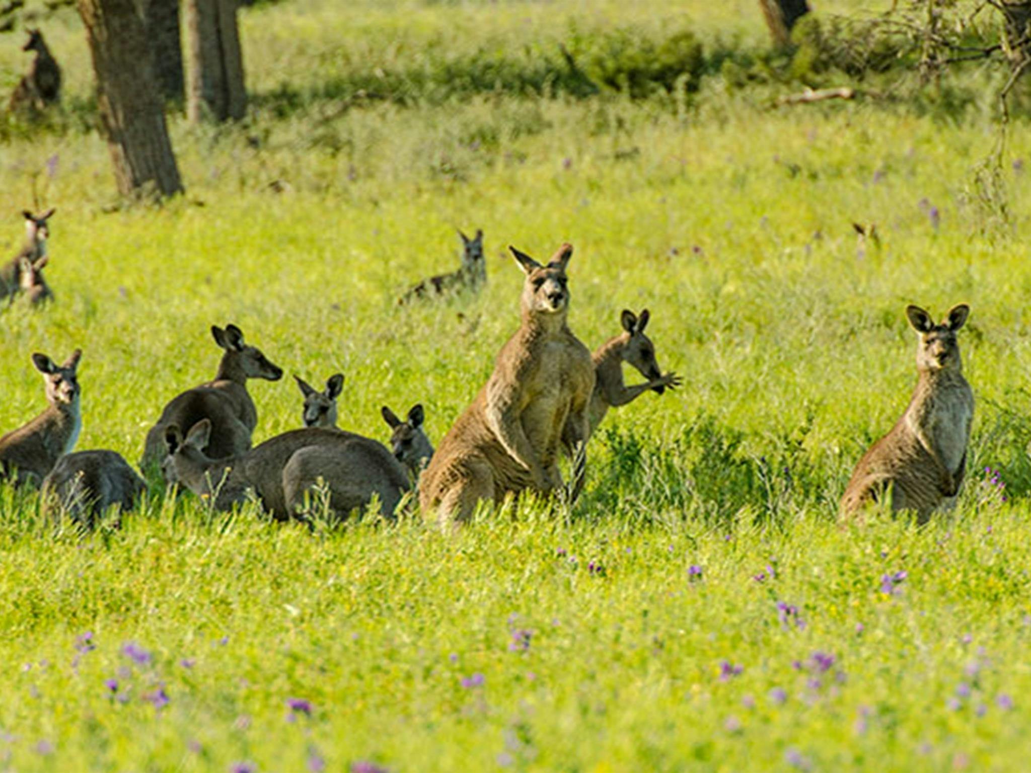 奥兰贝扬国家公园。照片：约翰·斯宾塞 © DPIE