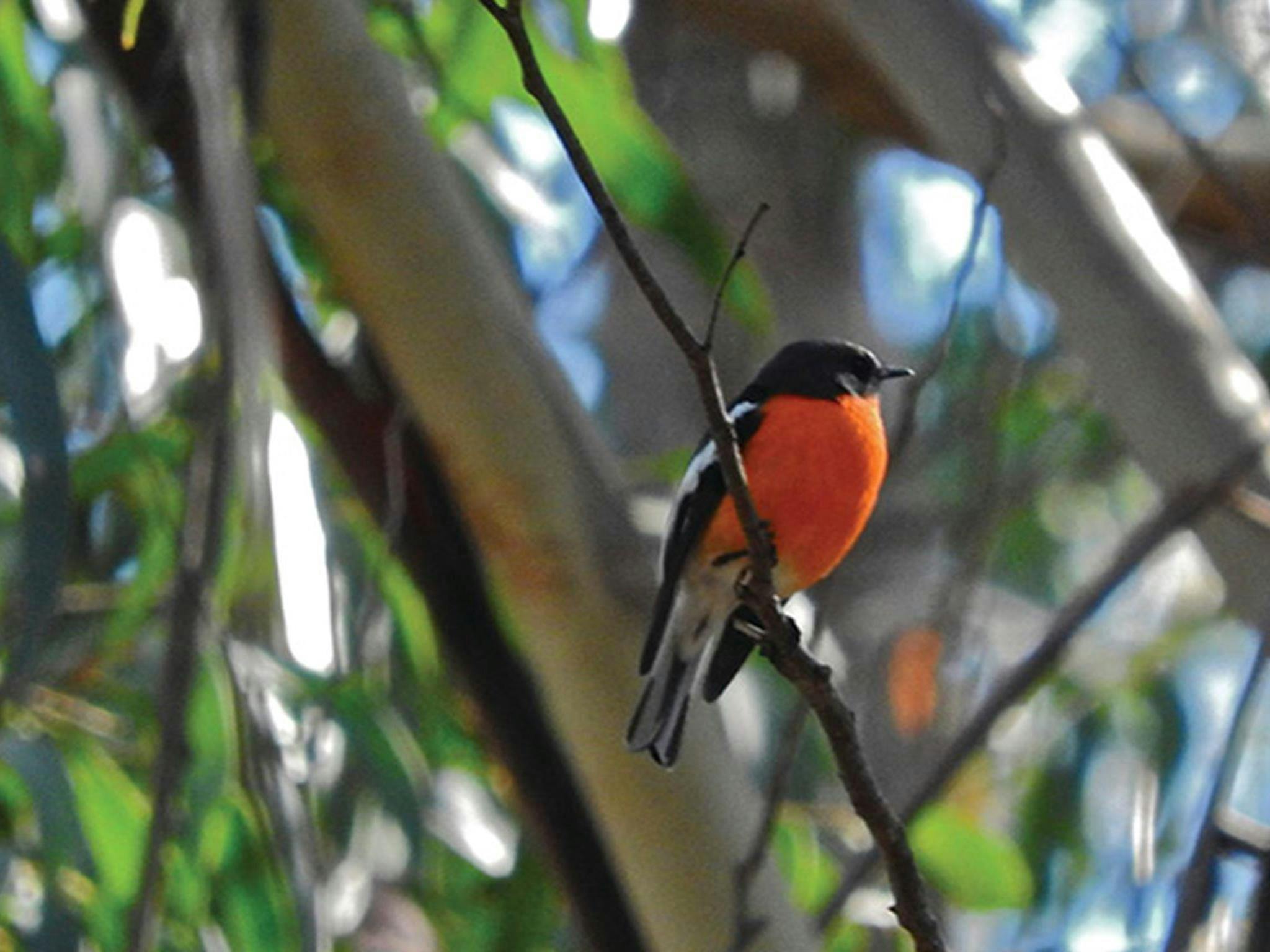 Close up of a flame robin perched on a twig among leafy foliage. Photo: Jackie Miles/OEH