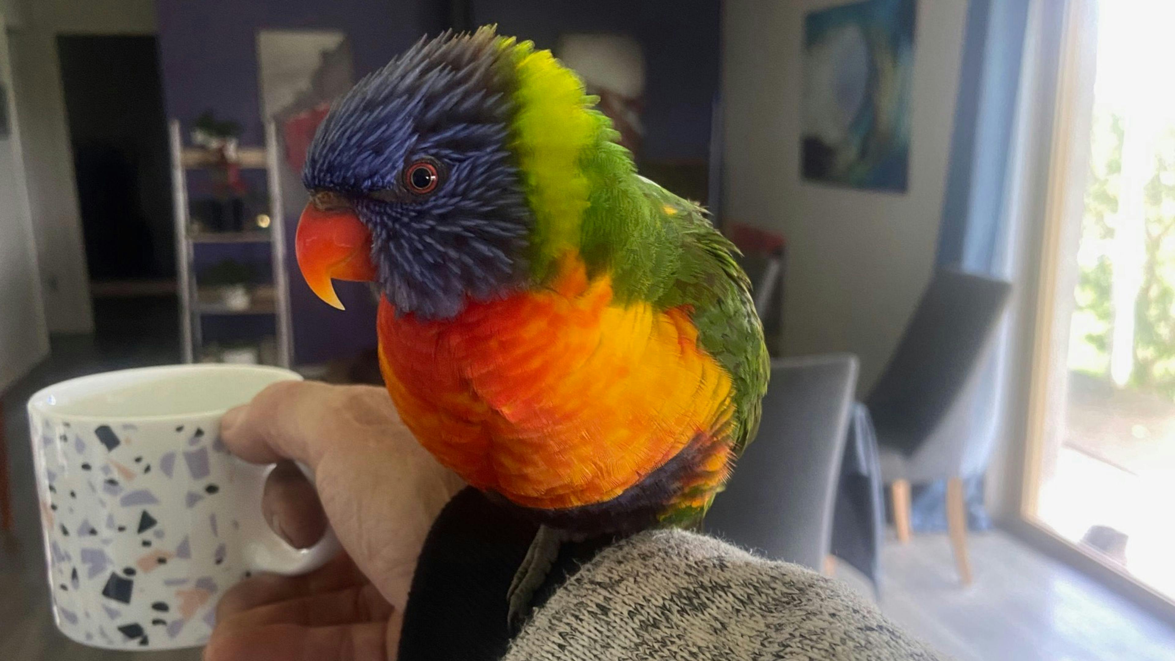 フェイムマウンテンキャンプ - ペット歓迎