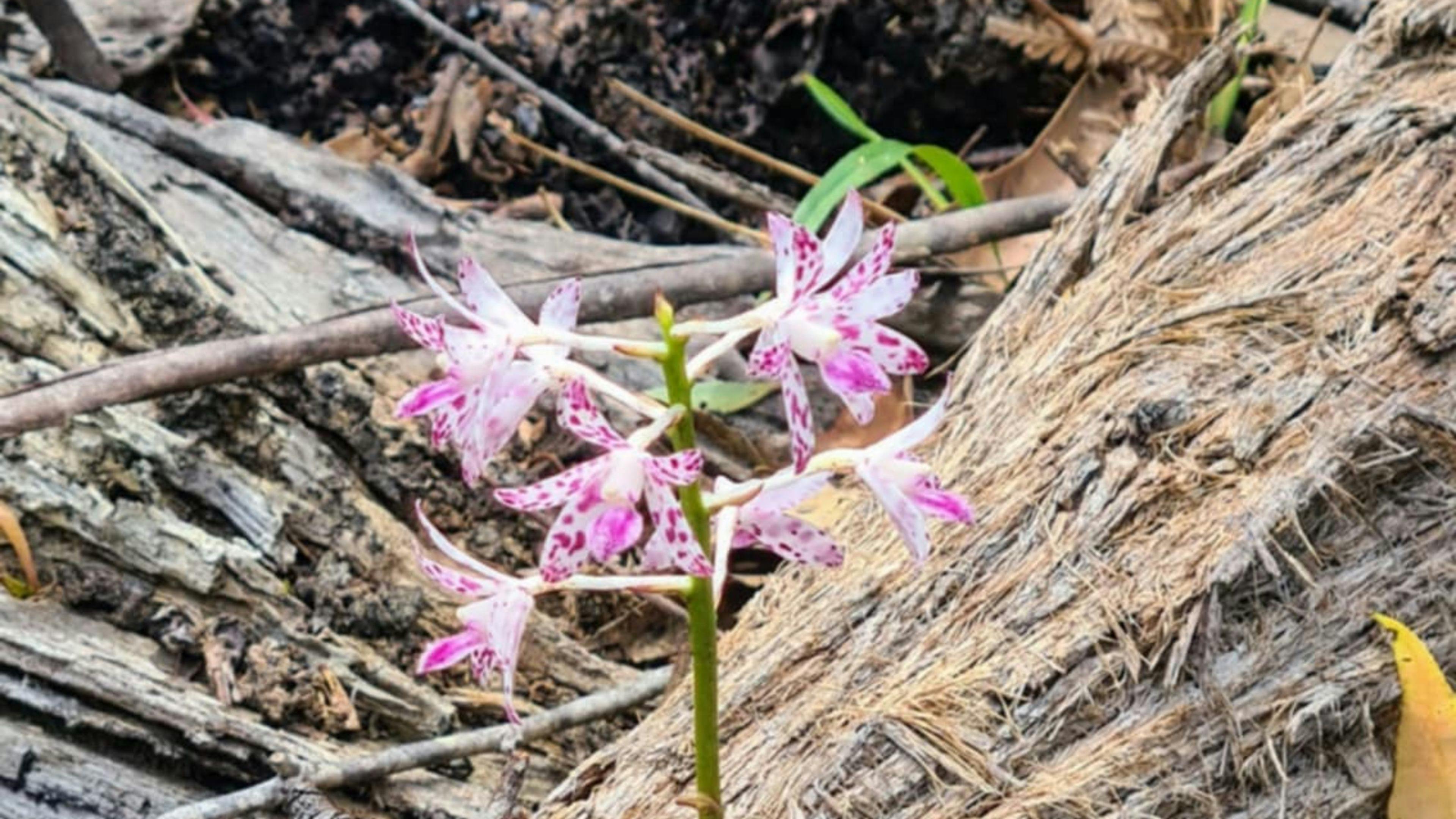 Silvertop Ash Bush Block