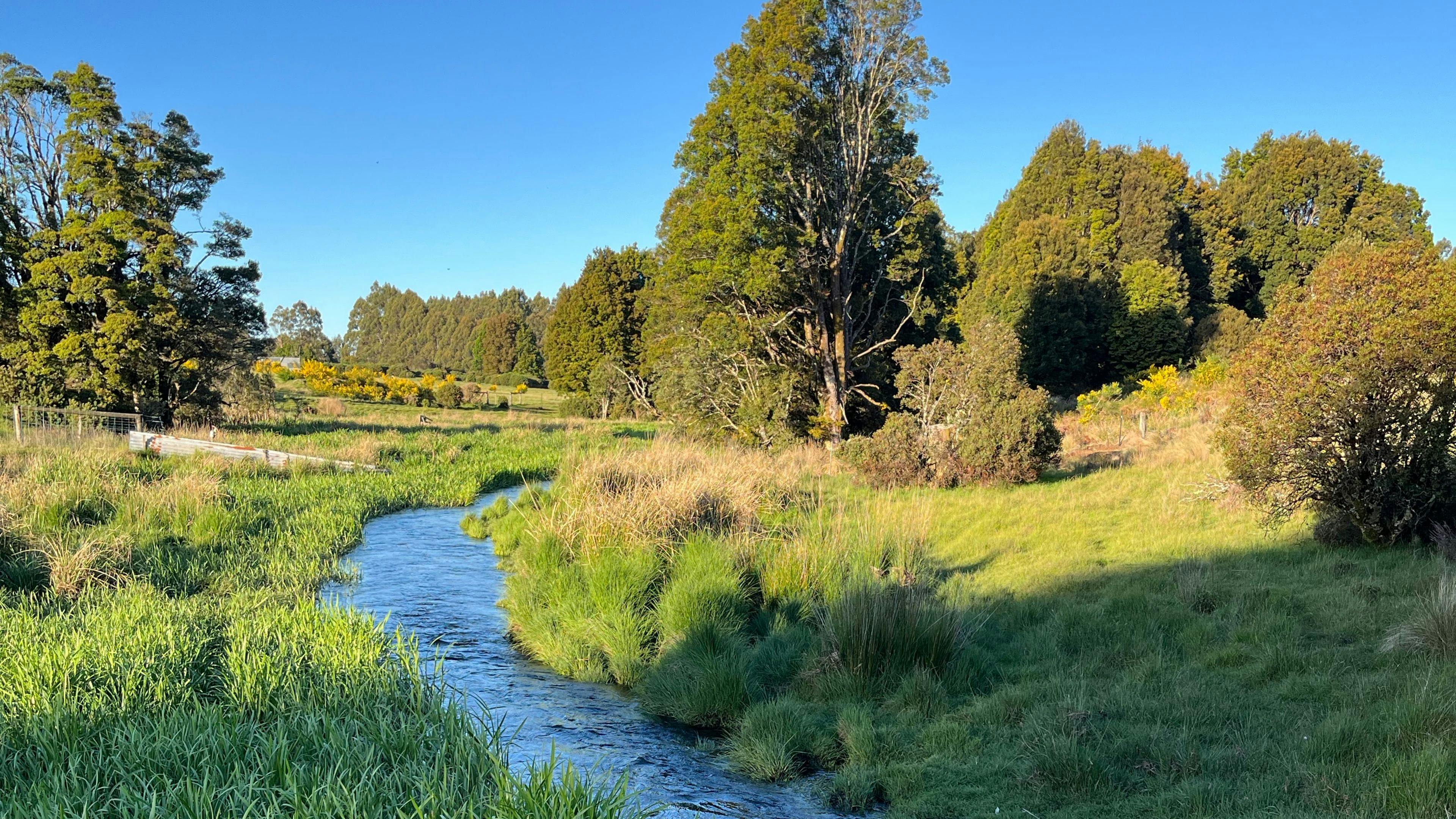 Waratah Alpaca and Pepperberry Farm
