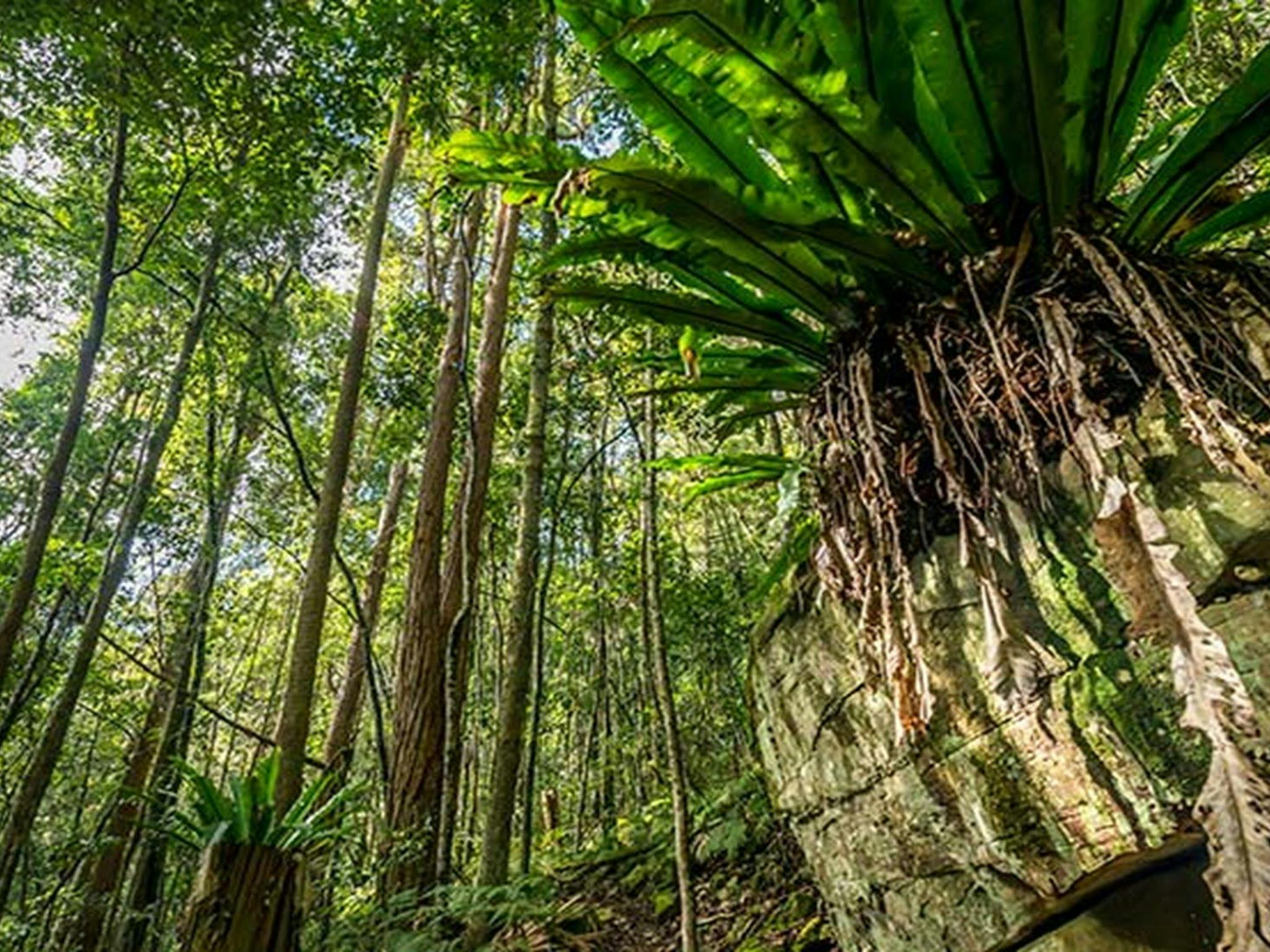 Palm Grove Nature Reserve. Photo: John Spencer &copy; DPIE