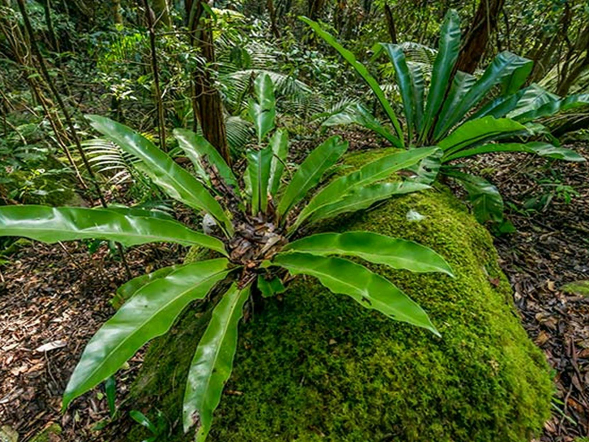 Palm Grove Nature Reserve. Photo: John Spencer &copy; DPIE