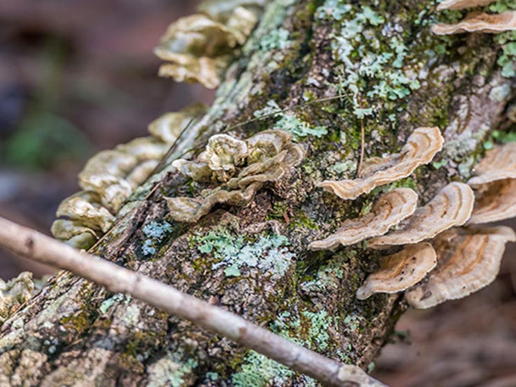 Palm Grove Nature Reserve. Photo: John Spencer &copy; DPIE