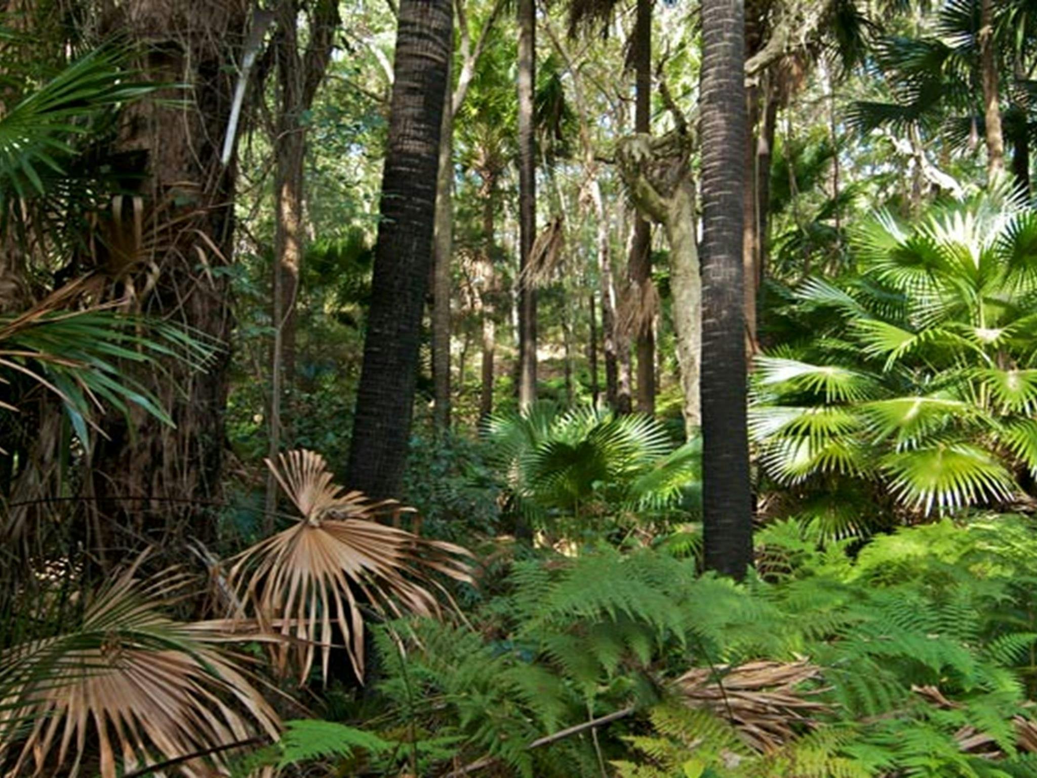 Palms loop track, Munmorah State Conservation Area. Photo: John Spencer &copy; OEH