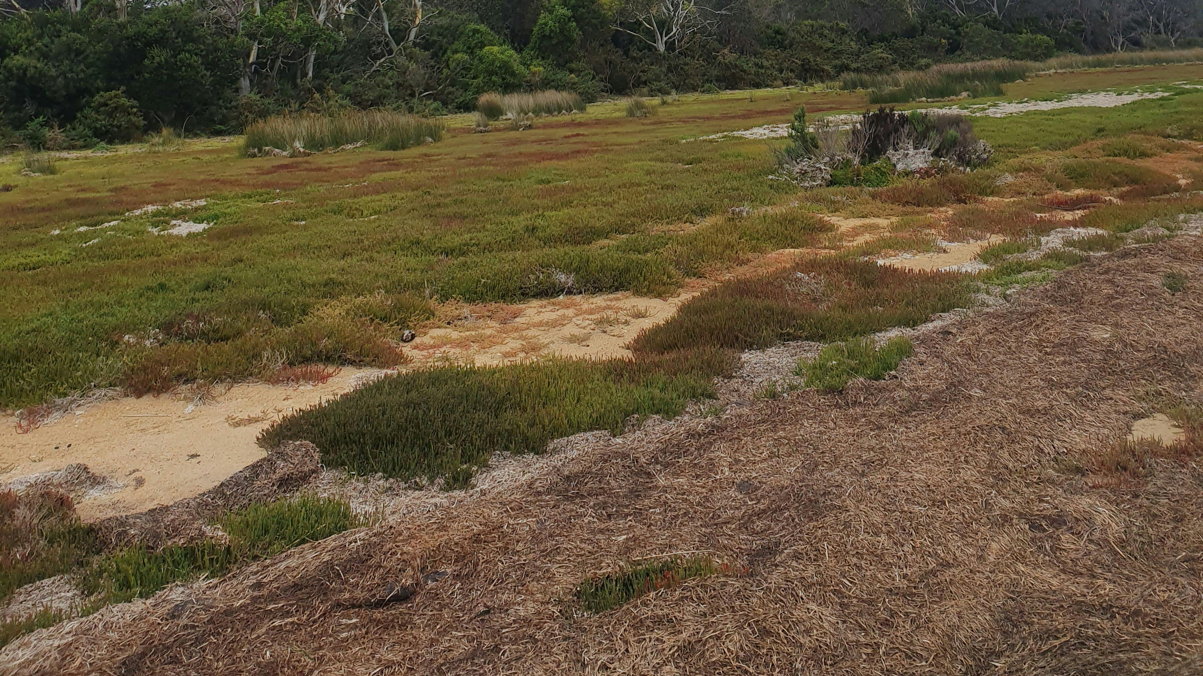 The foreshore , no camping allowed as it's The foreshore conservation area . Usage is allowed day/ nite , just no cars or vans , awesome 2 take an umbrella , esky , chairs , binoculars , camera  and reading material Even a fire pit to warm u up @ nite  .