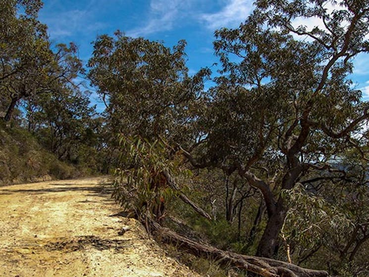 Womerah Range trail, Parr State Conservation Area. Photo: Susan Davis/NSW Government