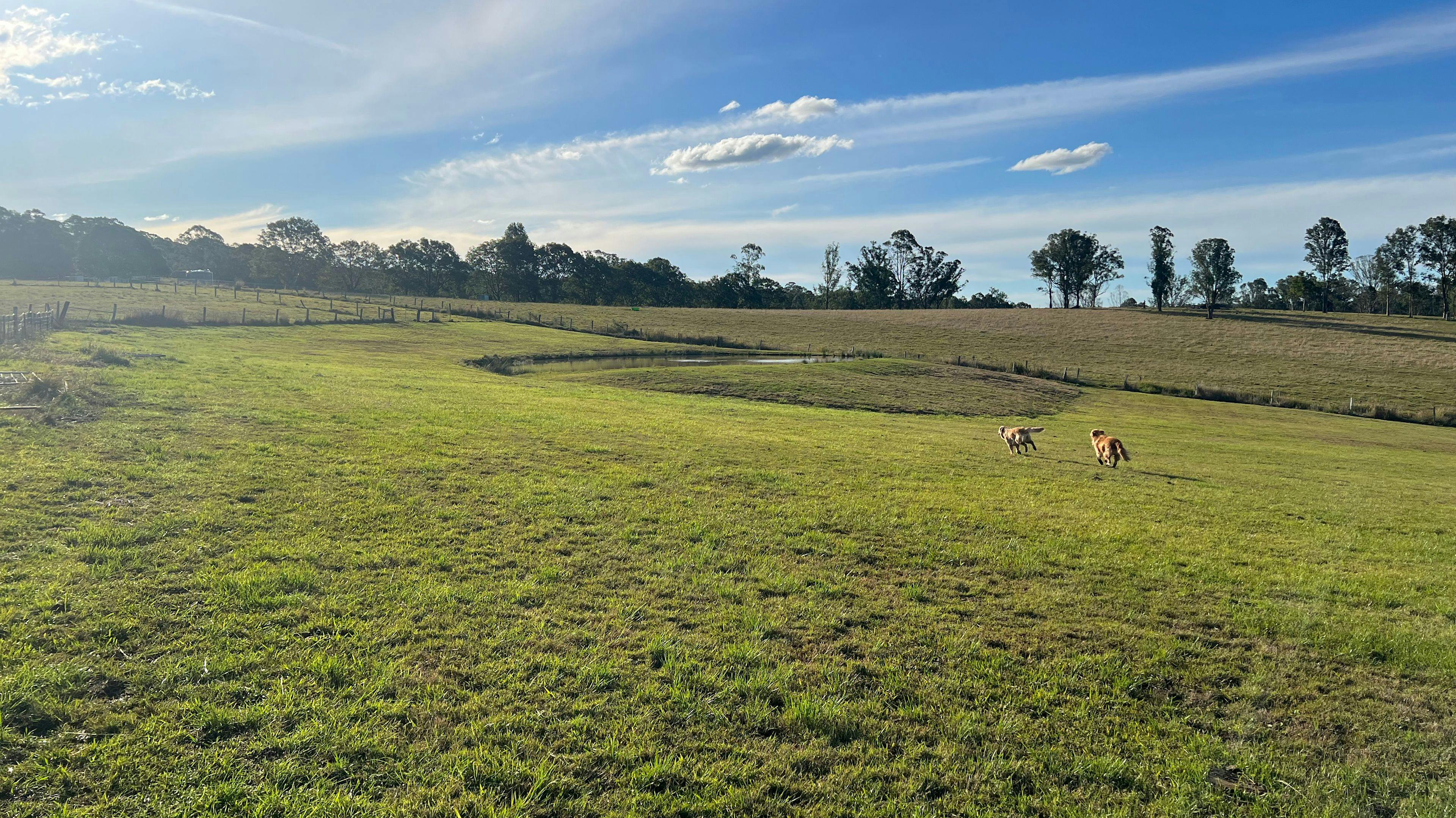 Pasture And Paws