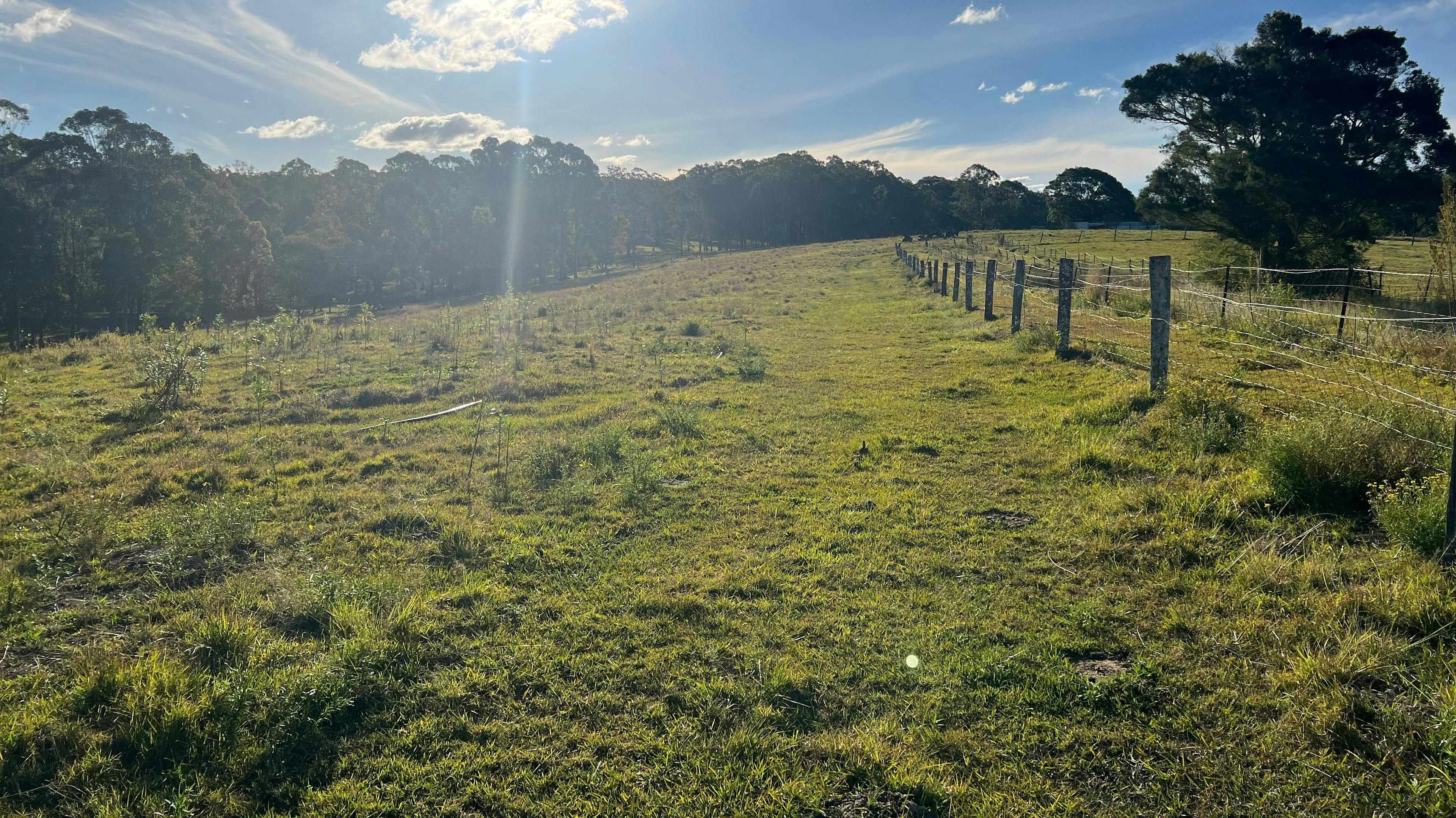 Pasture And Paws