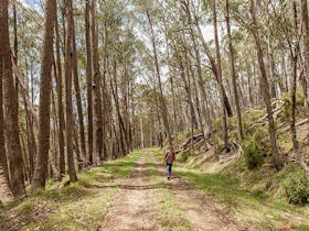 Patons Hut walking track