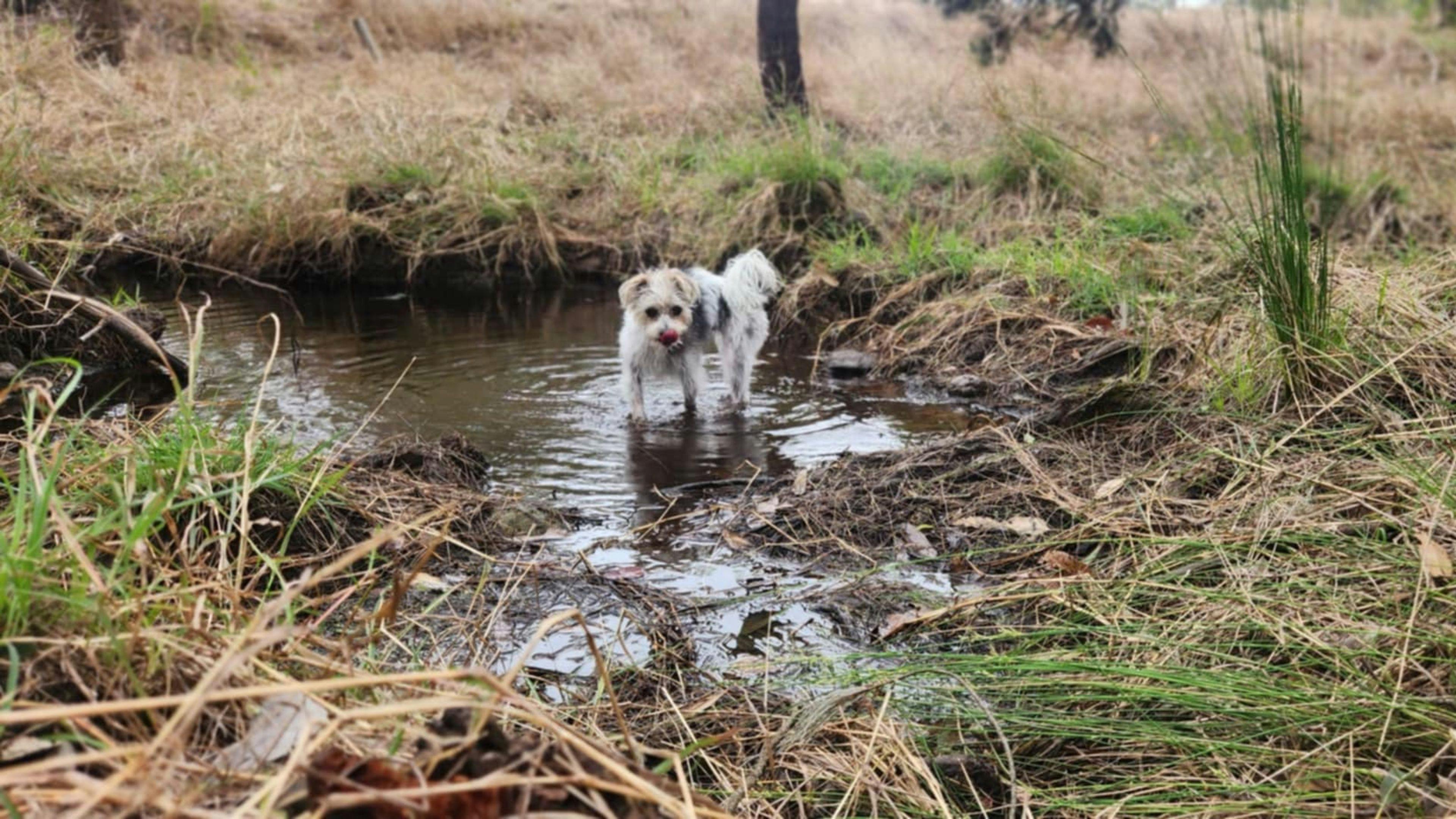 Camp By The Billabong
