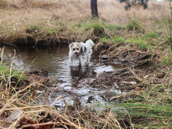 Dogs love getting muddy 