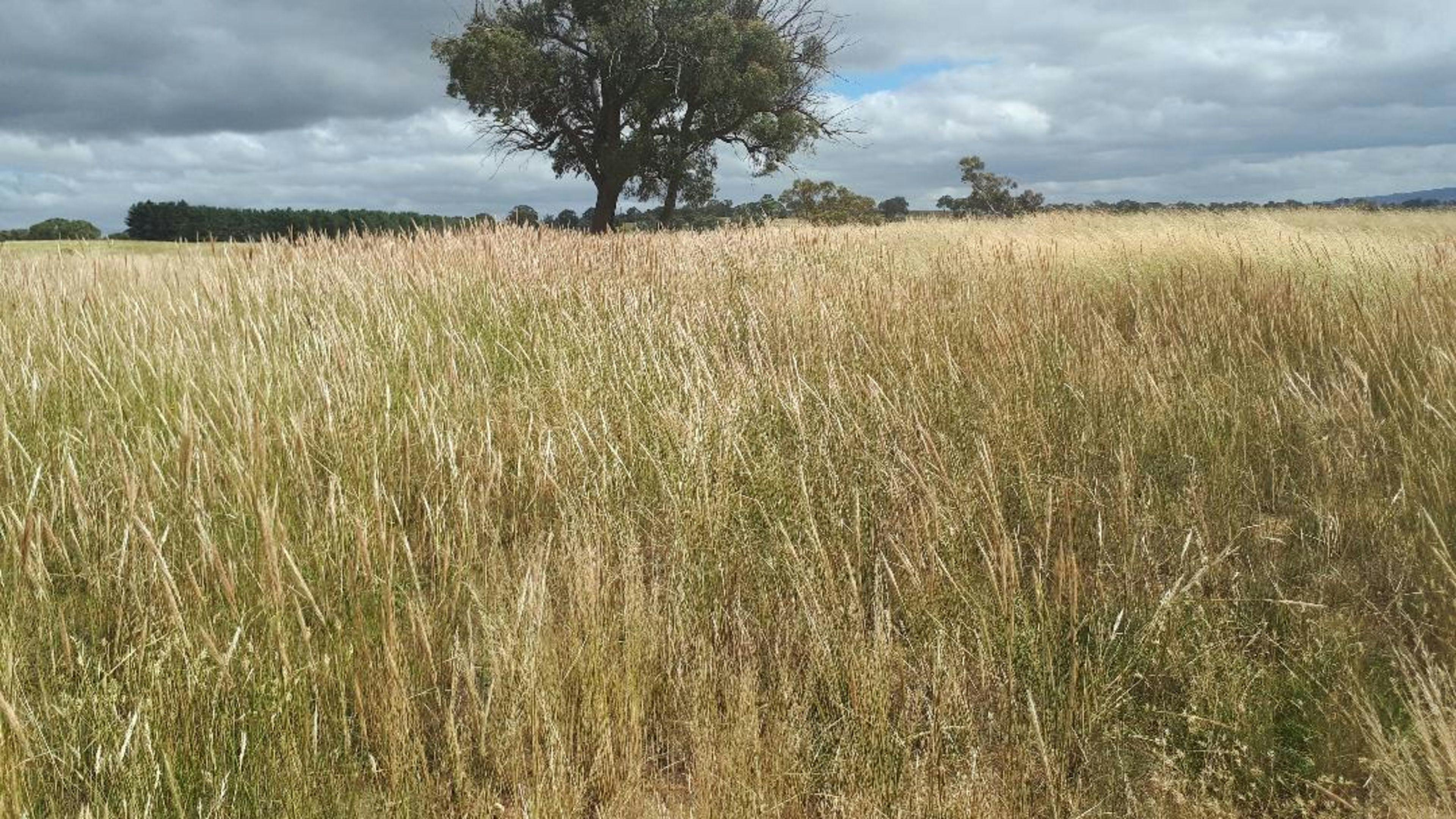 PEACEFUL RURAL PROPERTY SUTTON, NSW