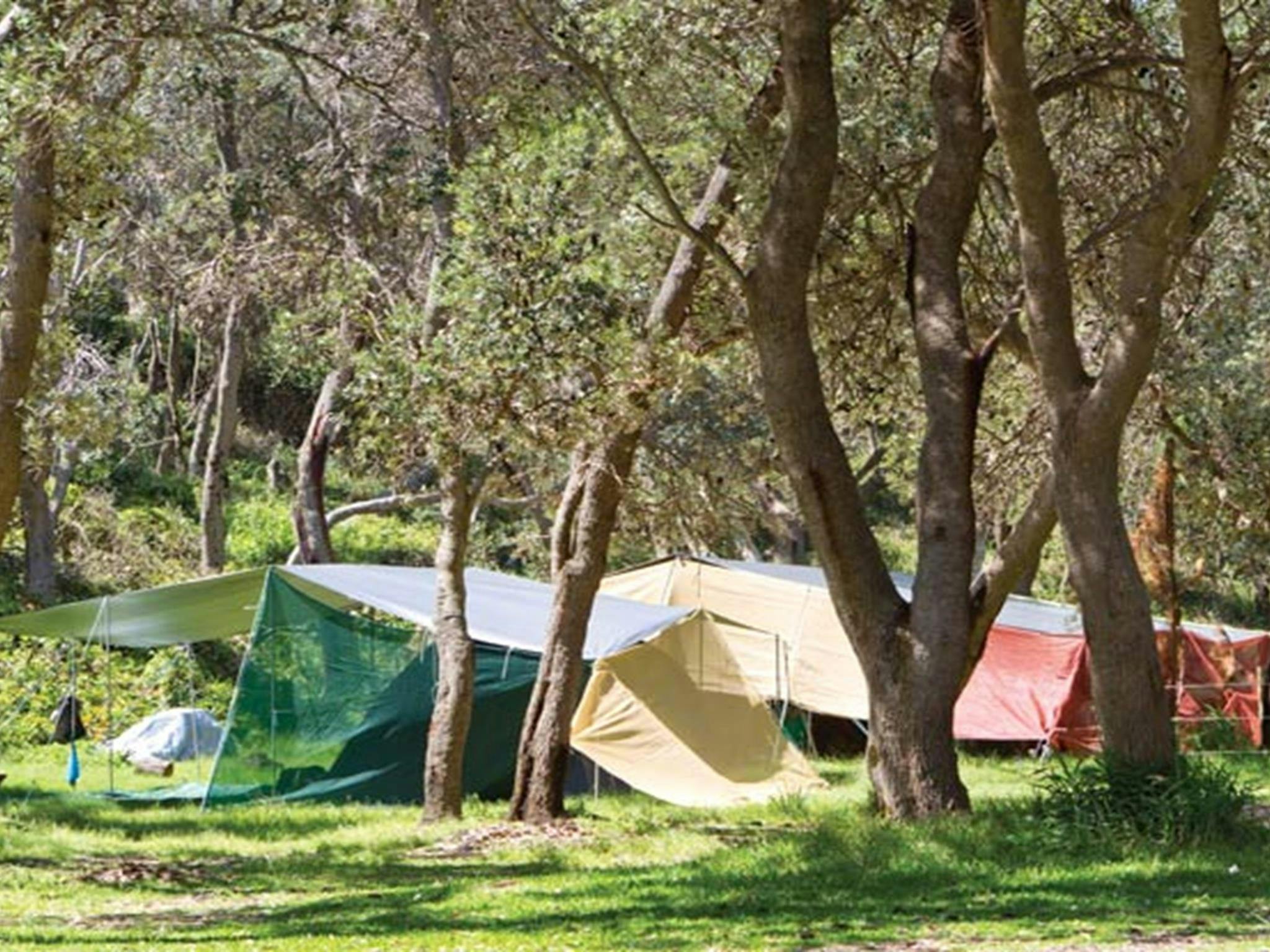 Zelte auf dem Campingplatz Pebbly Beach im Yuraygir-Nationalpark. Foto: Rob Cleary/DPIE