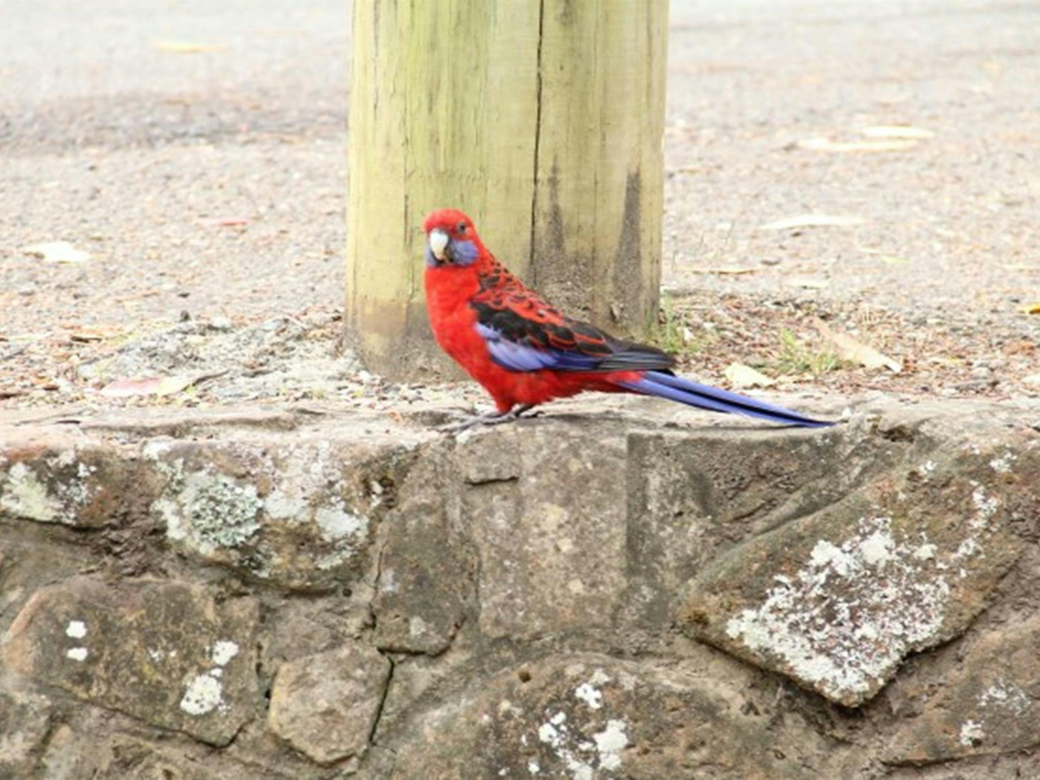 Ein Purpurrosella am Picknickplatz Pebbly Beach im Murramarang-Nationalpark. Foto: John Yurasek ©