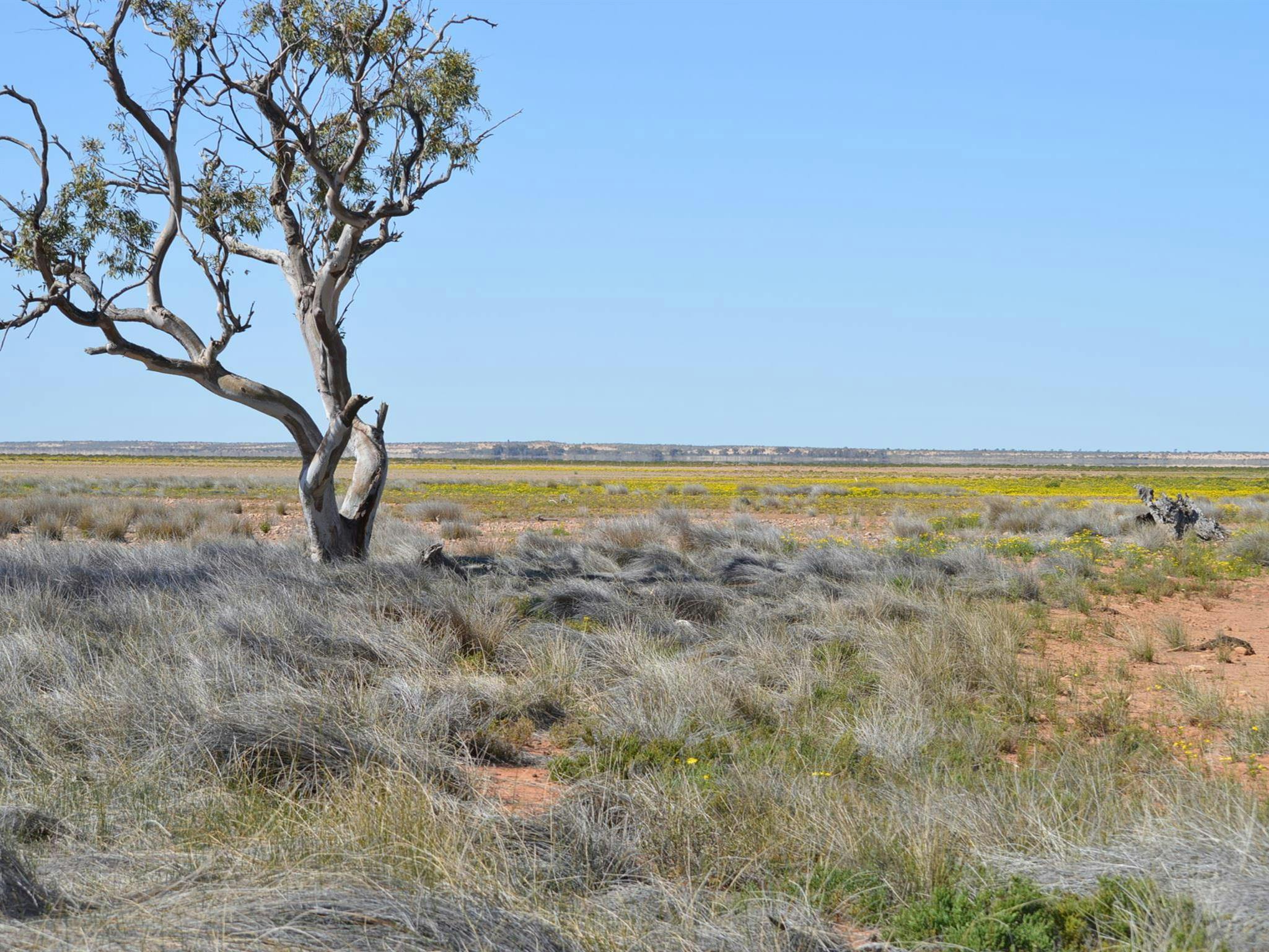 Peery Lake when dry. Photo: Dinitee Haskard OEH