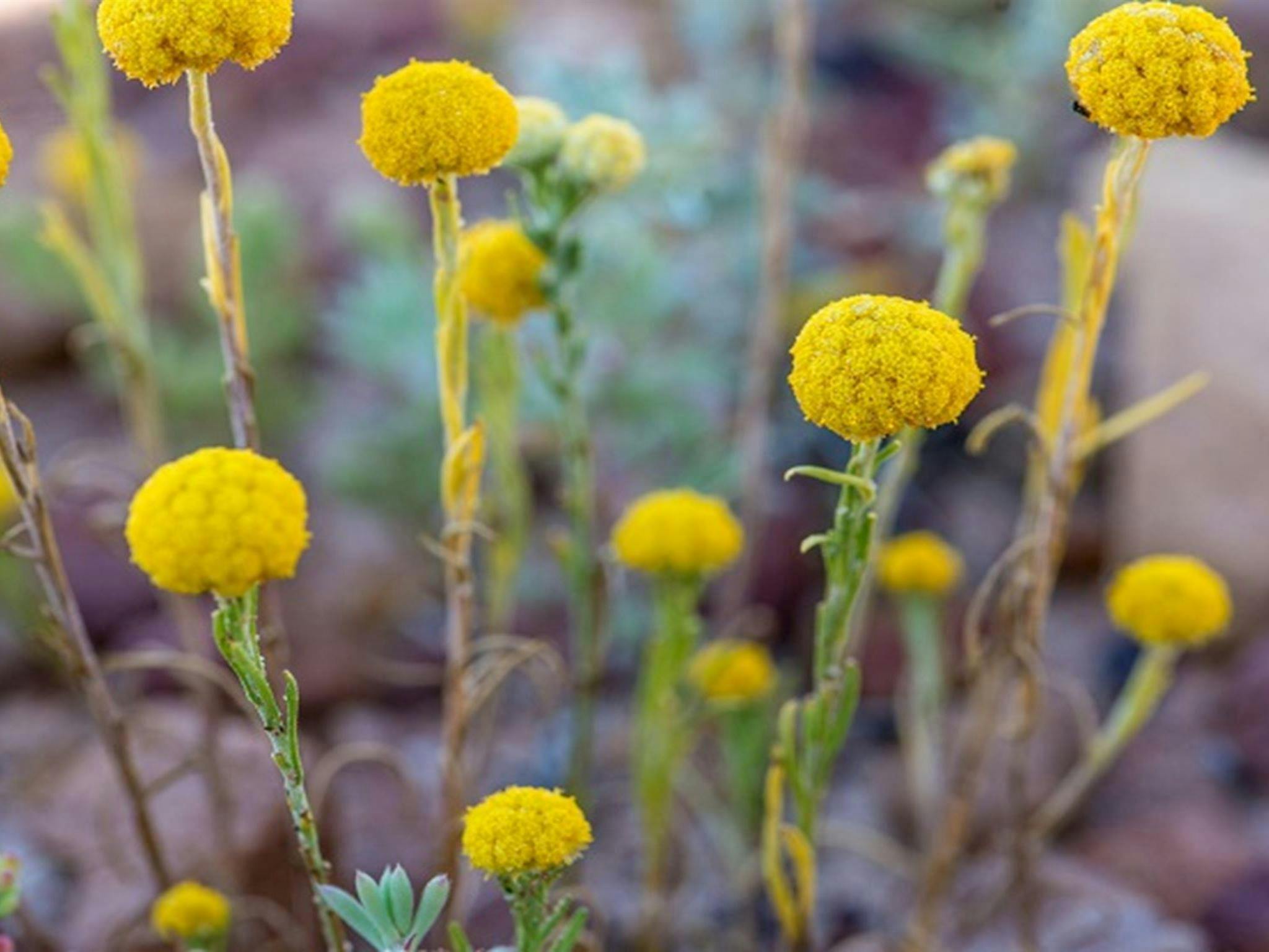 Billy Button flowers at Peery Lake picnic area. Photo: Dinitee Haskard OEH
