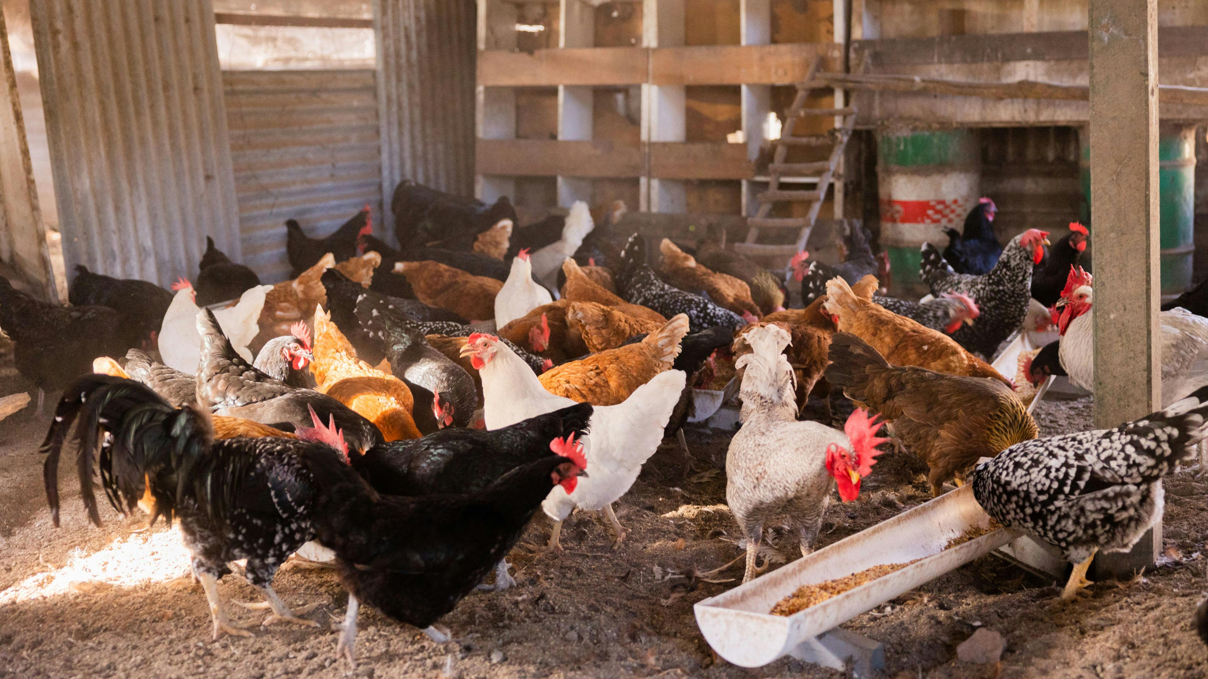 Peppy Park, near Maryborough