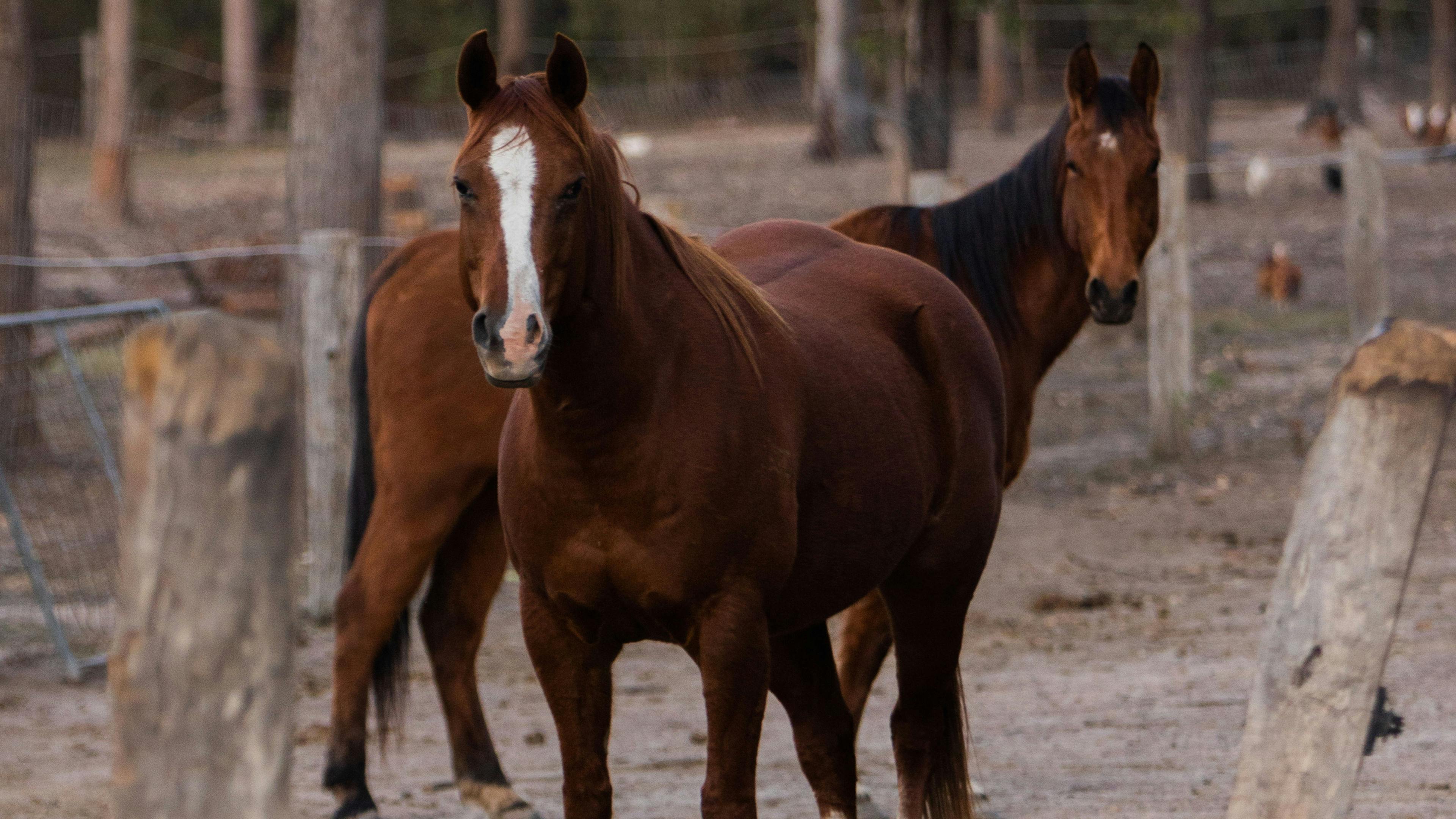 Peppy Park, near Maryborough