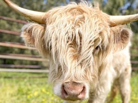 Meet our highland cow Zephyr he’s such a star  ⭐️ how handsome can he actually get 🏕