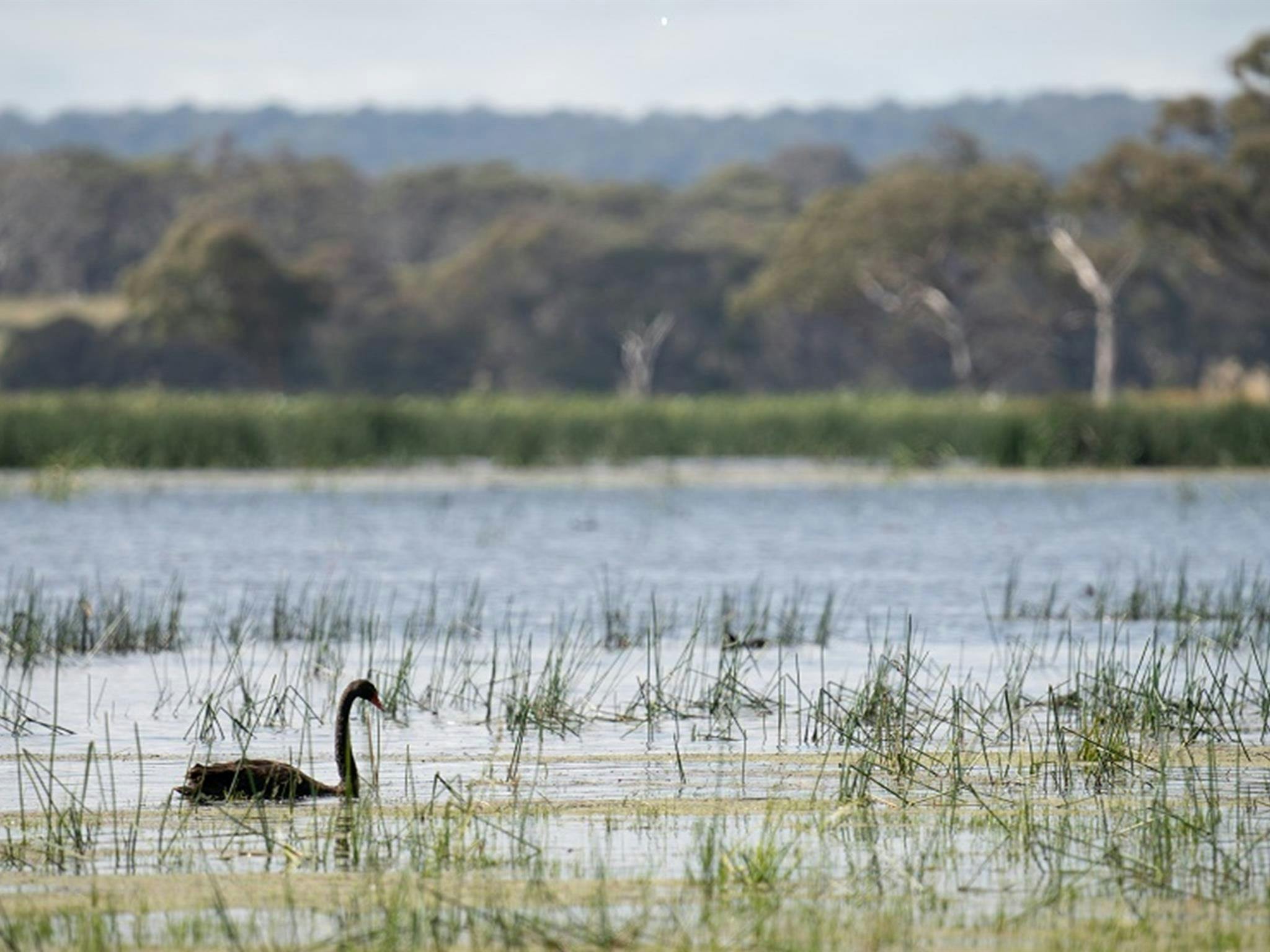 A swan glides through water reeds on the lagoon, Little Llangothlin Nature Reserve. Photo: DPE