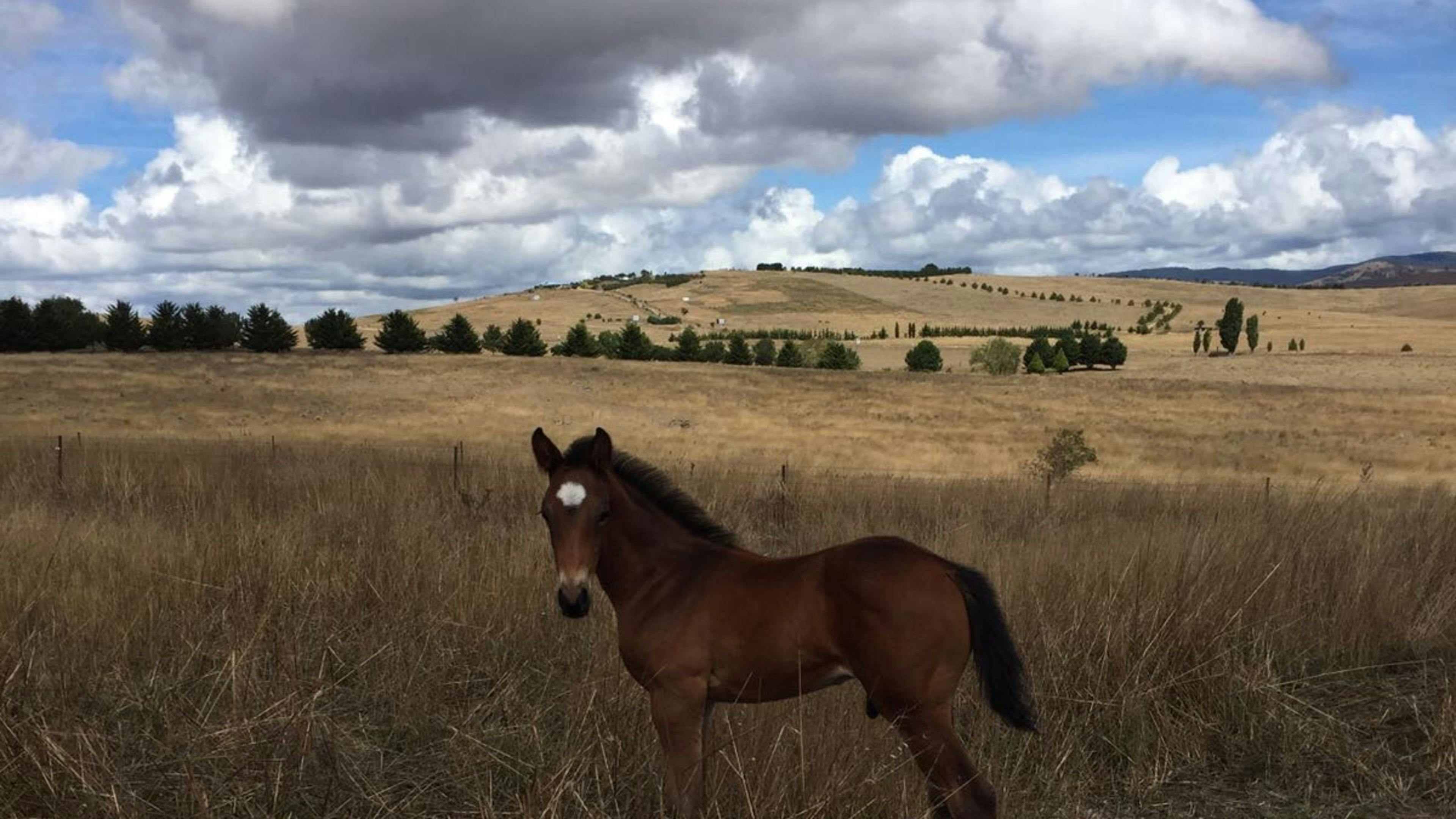 Picturesque views of Bungendore NSW Holidays & Things