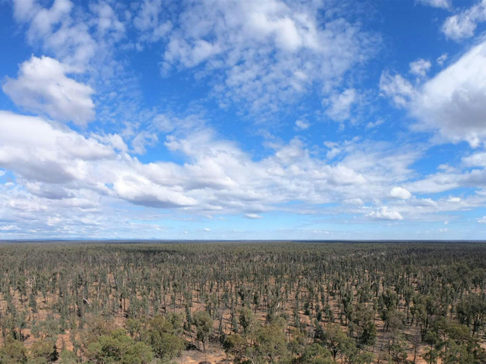 Pilliga Forest lookout tower