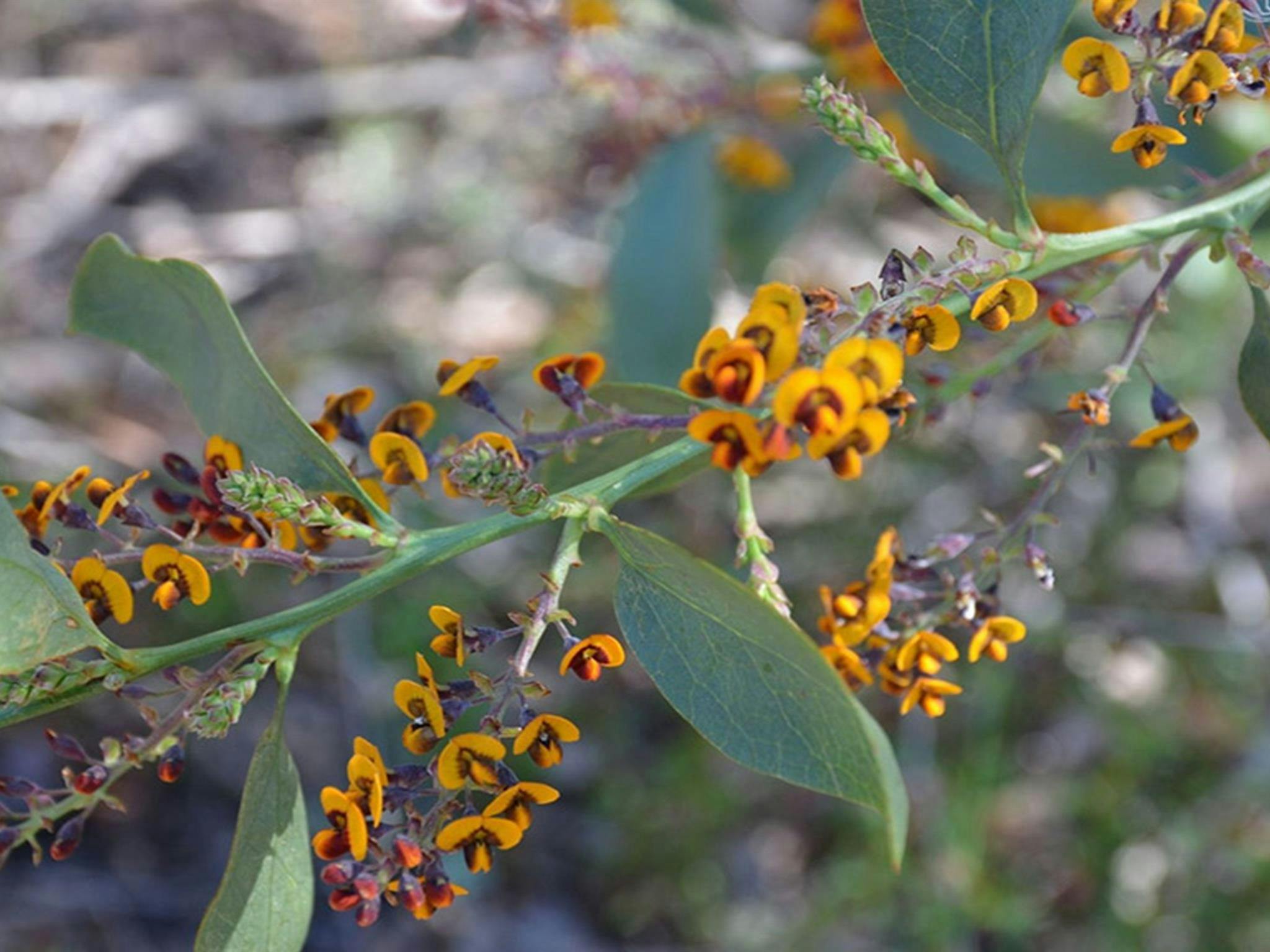 Pilliga National Park