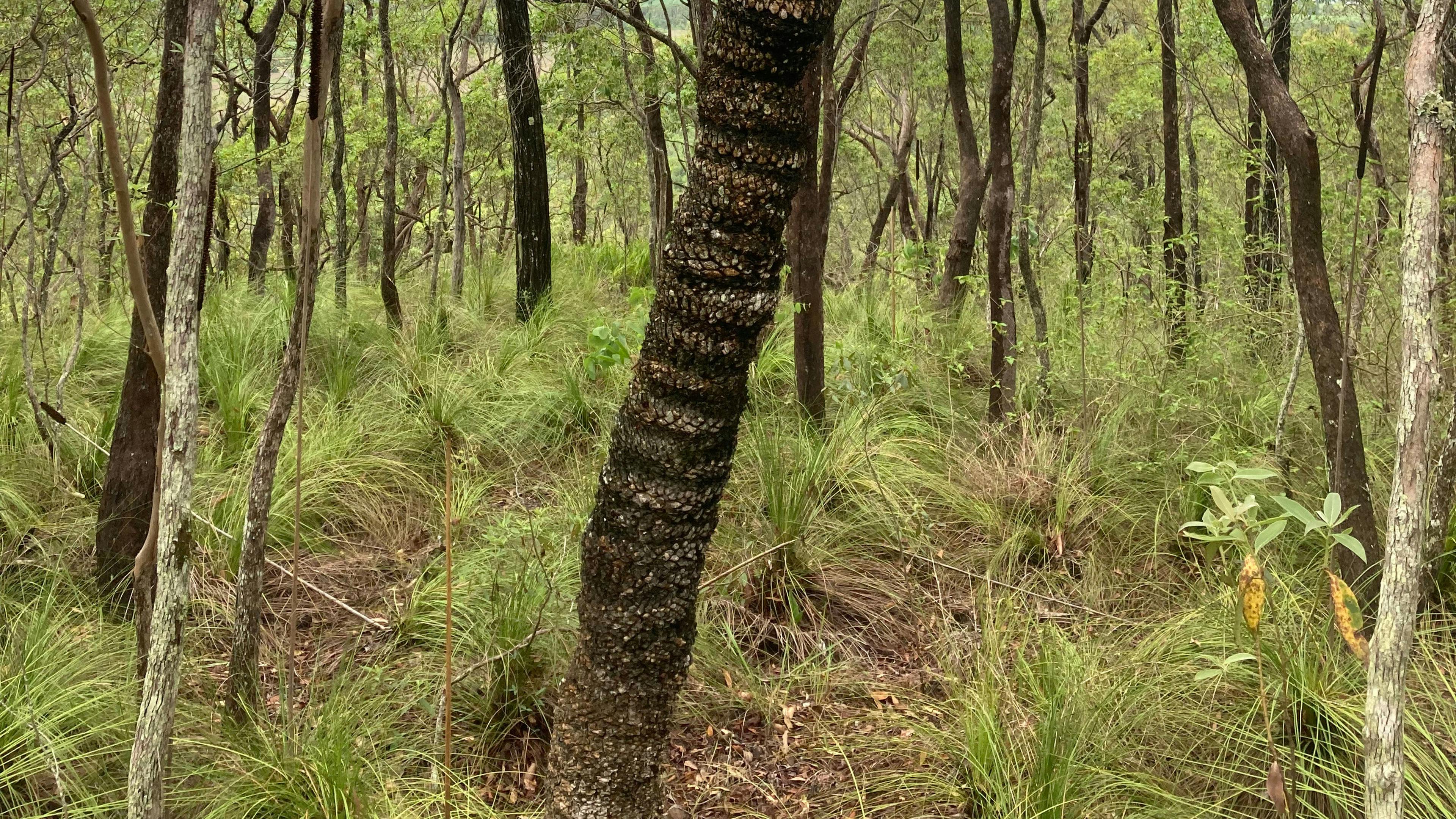 Pioneer Valley Natural Forest