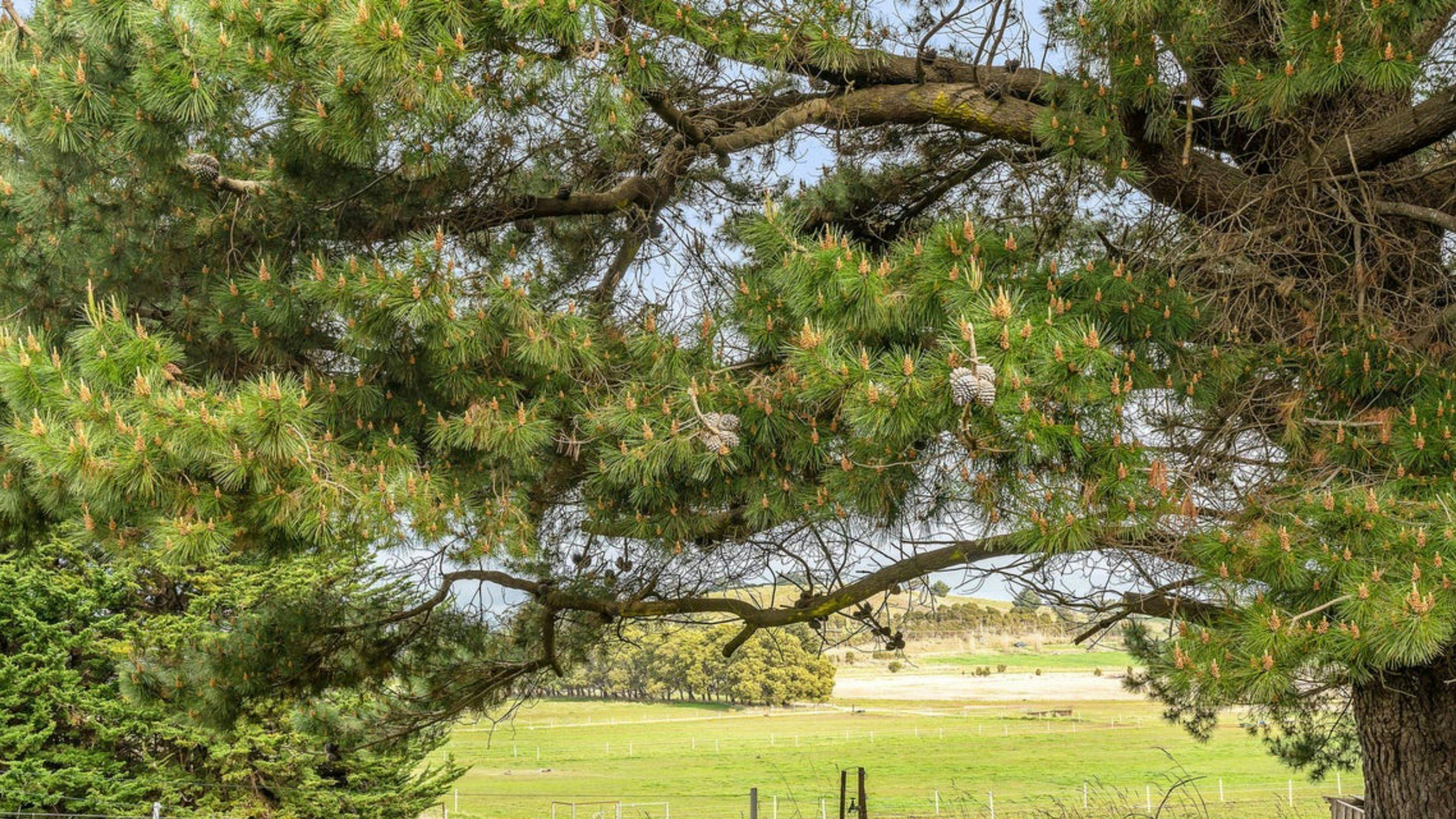 Pipers Lodge Farmstay - Horses Welcome