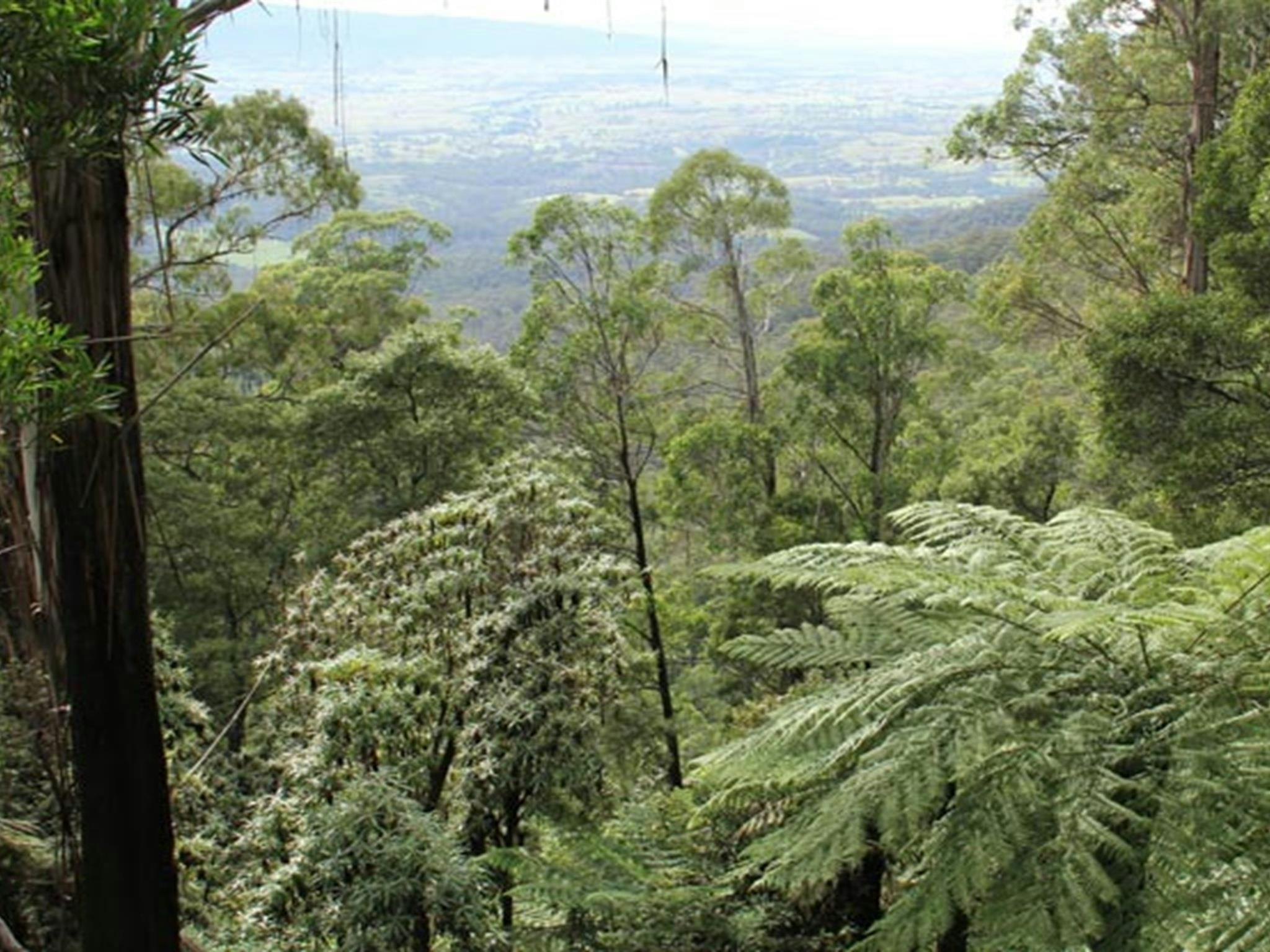 Pipers lookout, South East Forest National Park. Photo credit: John Yurasek &copy; DPIE