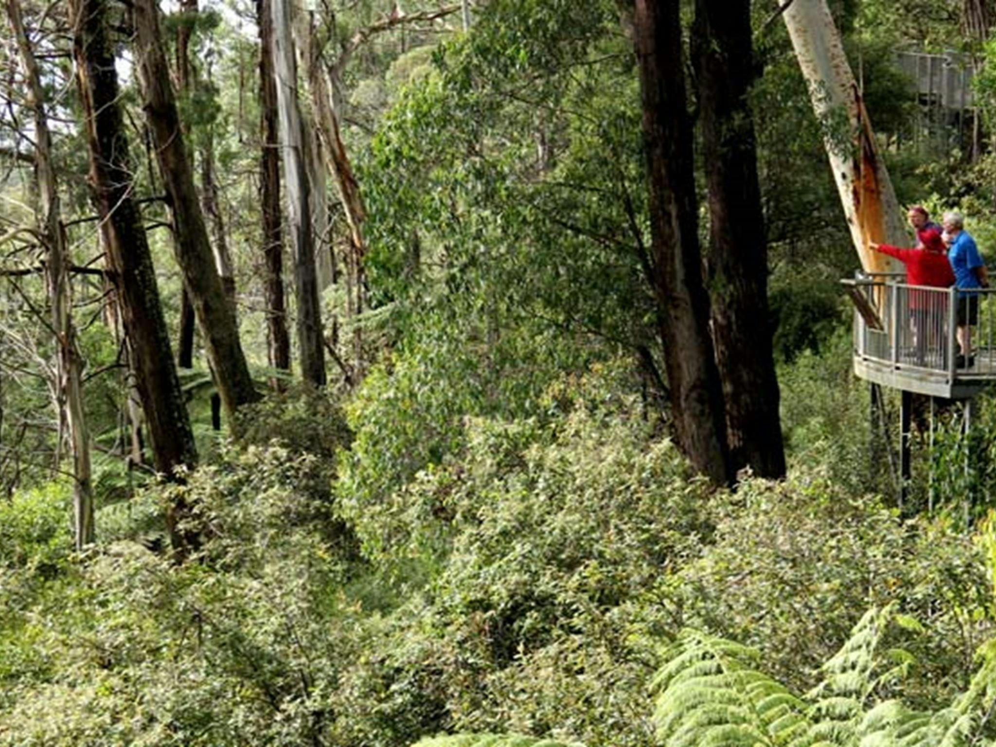 People standing on Pipers lookout, South East Forest National Park. Photo credit: John Yurasek