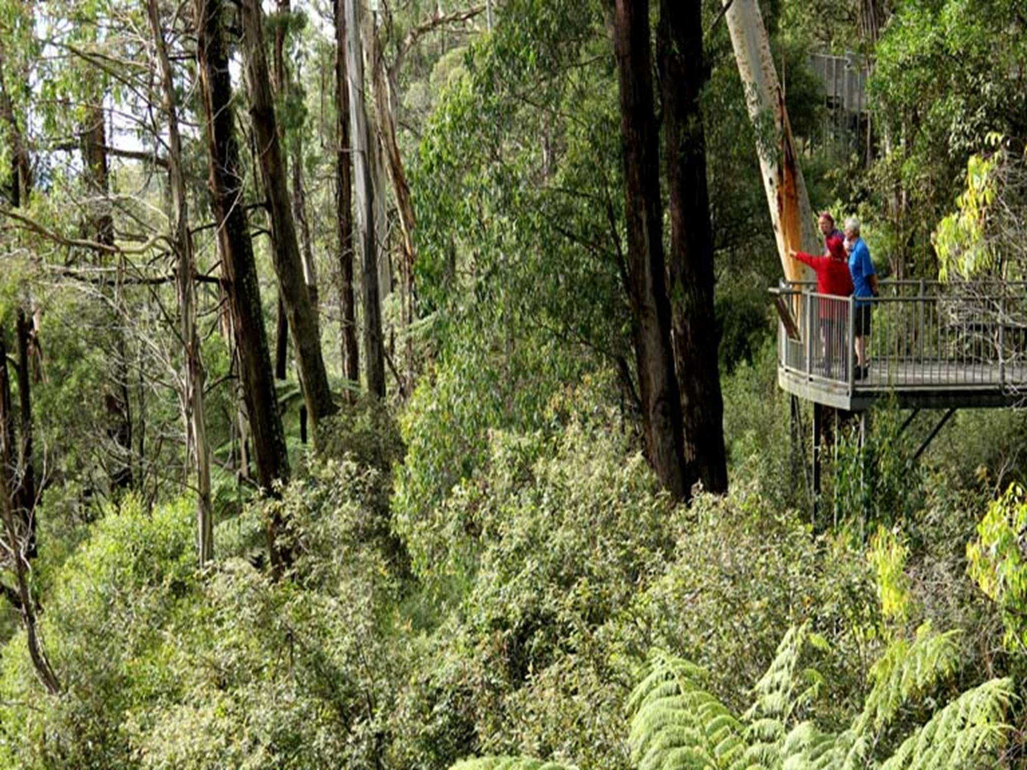 People standing on Pipers lookout, South East Forest National Park. Photo credit: John Yurasek