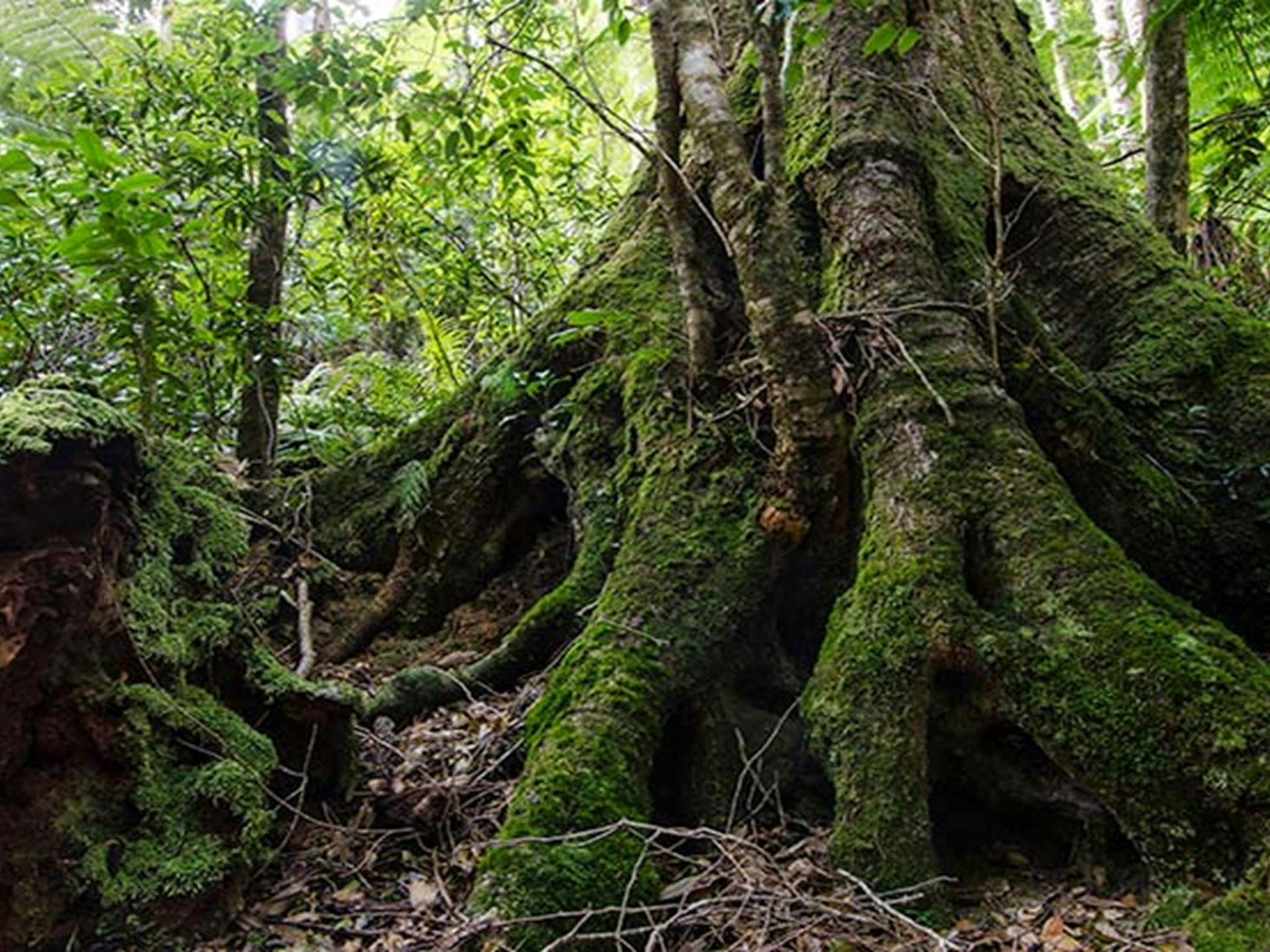 Plateau Beech campground, Werrikimbe National Park. Photo: John Spencer/NSW Government