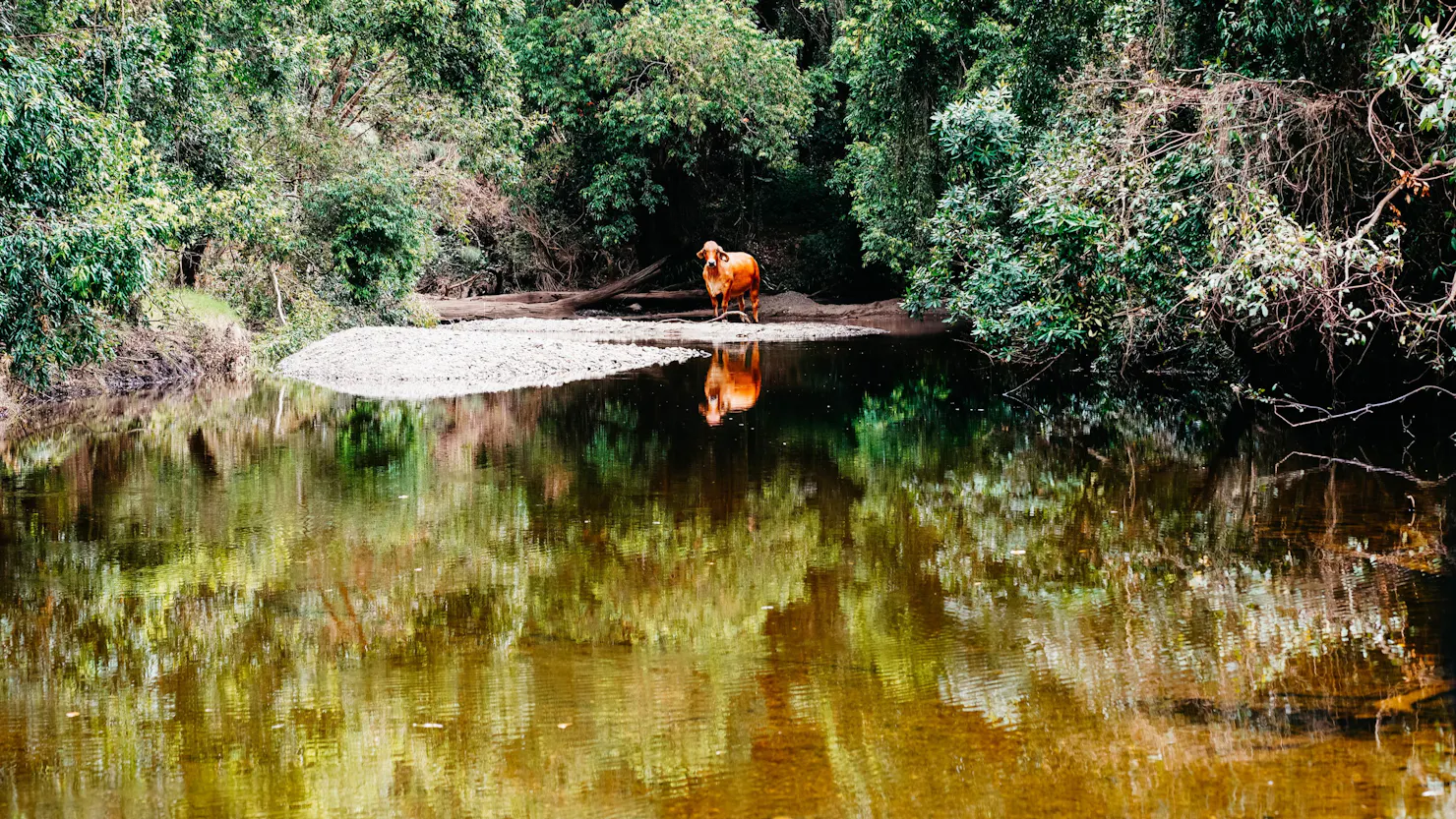 one of the many creek crossings on the way to Platypus Cove