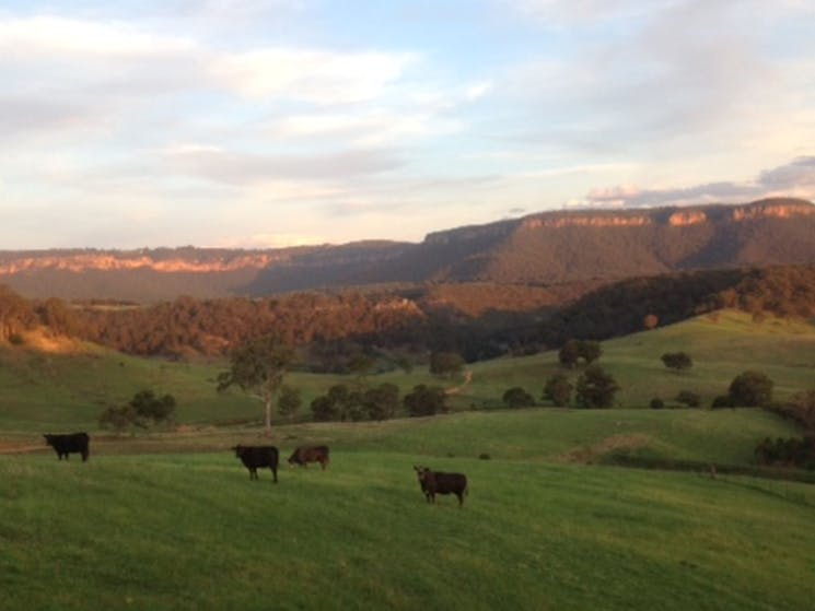 Cattle in the valley