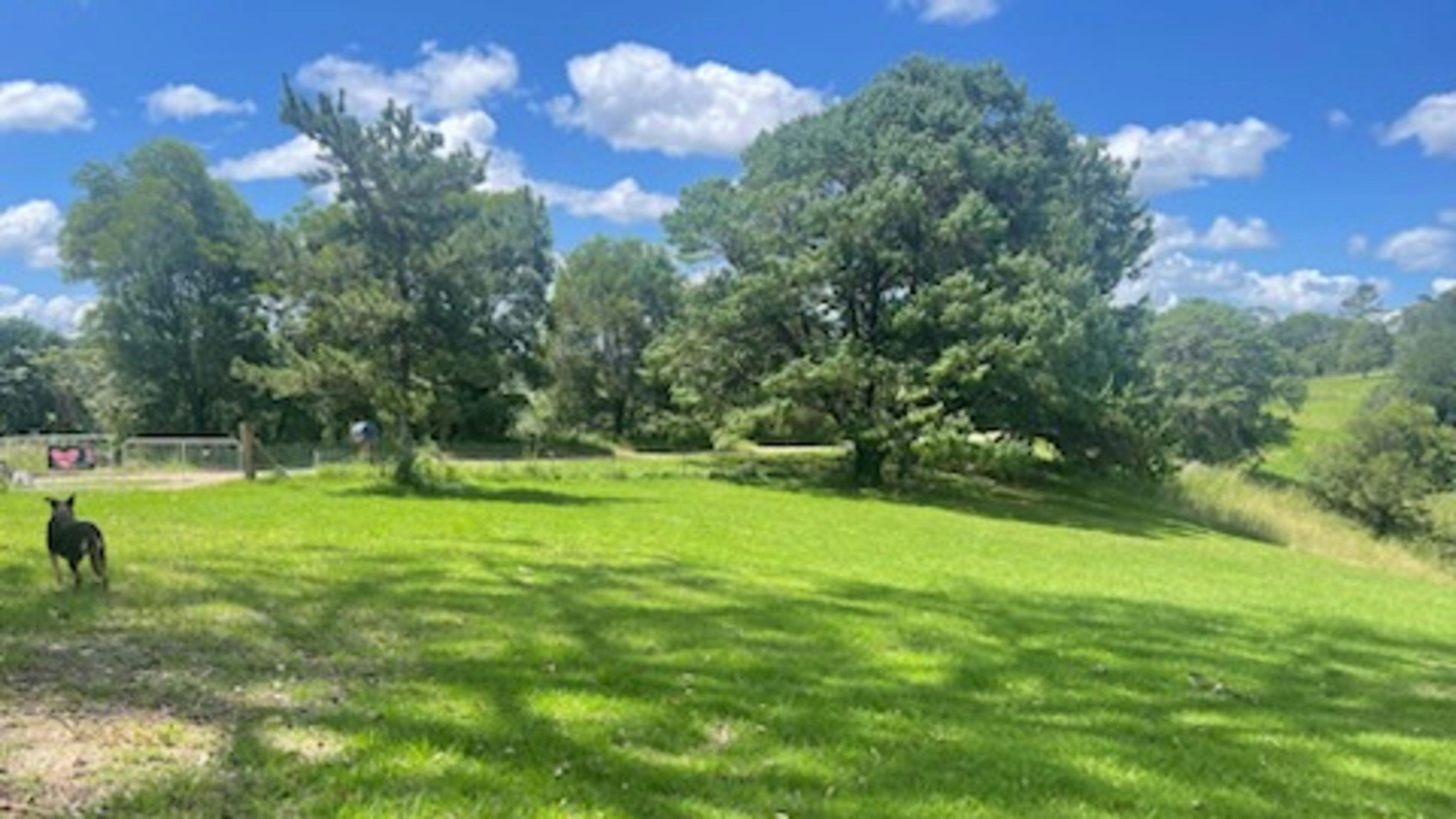 the front gate on the left with tessa the dog waiting for new arrivals